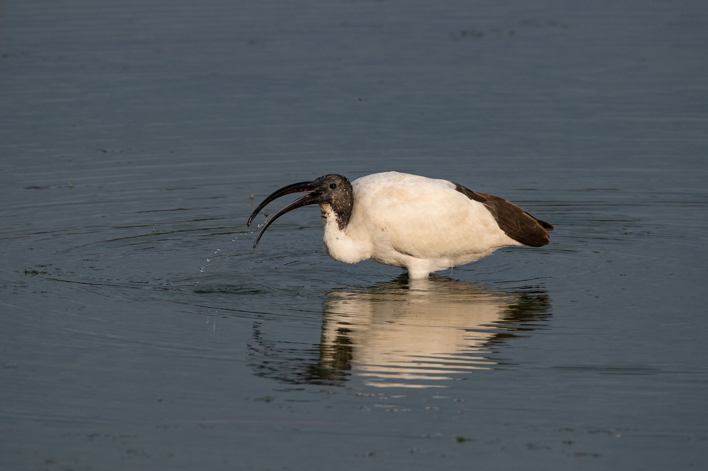 Sacred ibis