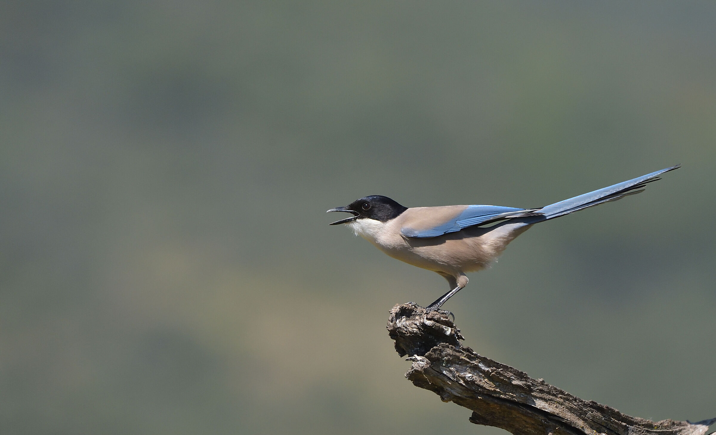 Blue-winged magpie