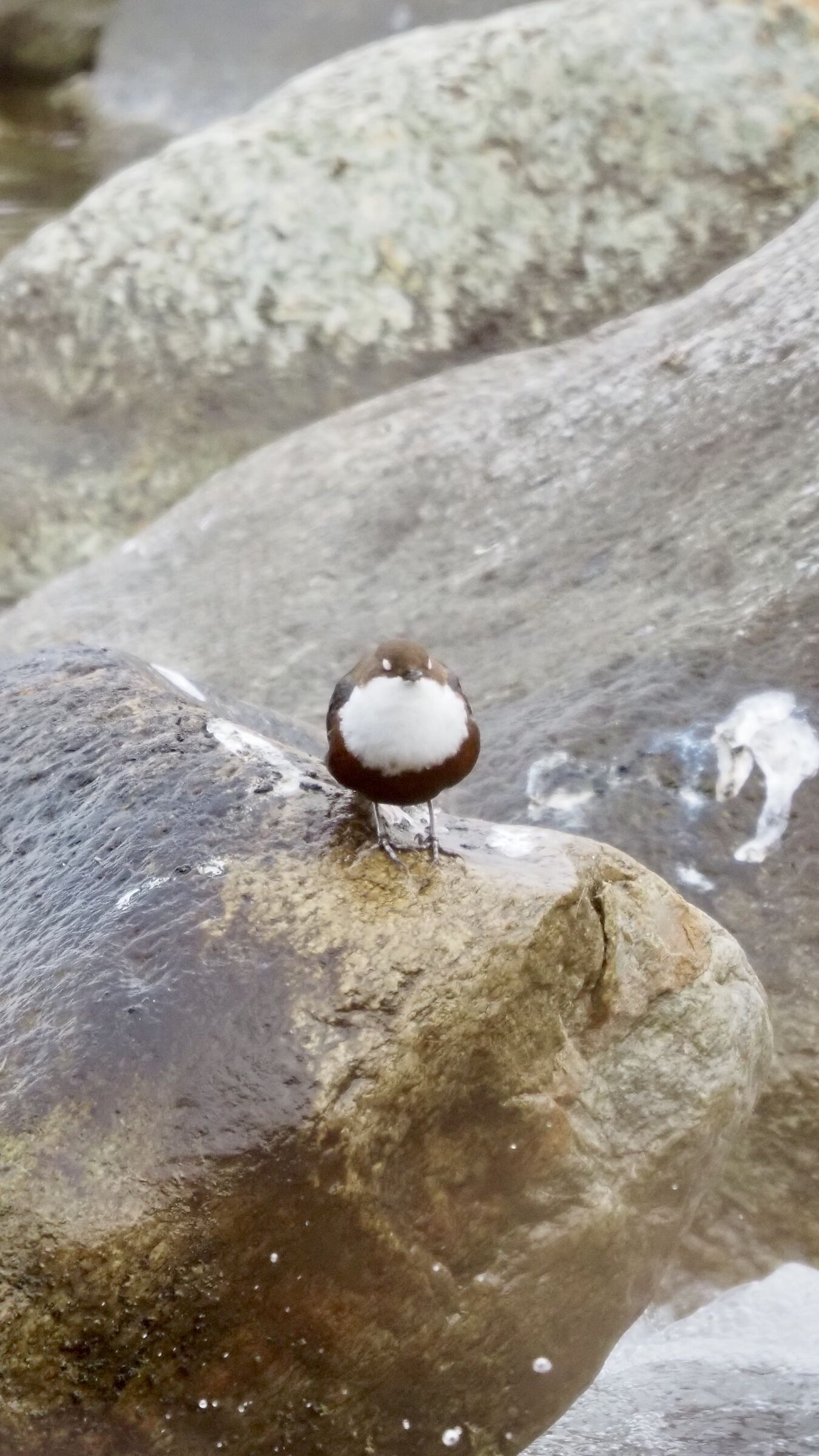 White-throated dipper