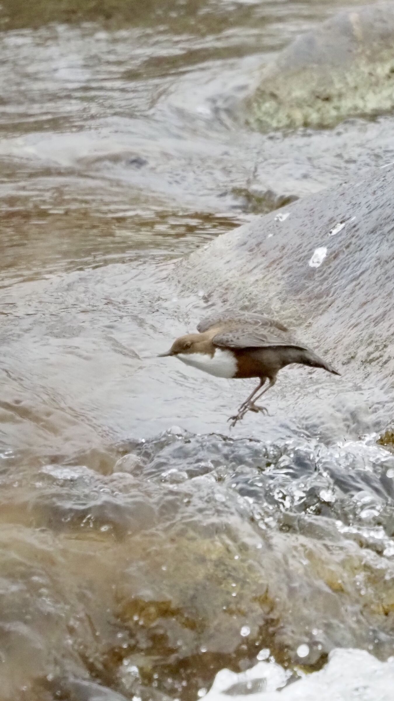 White-throated dipper