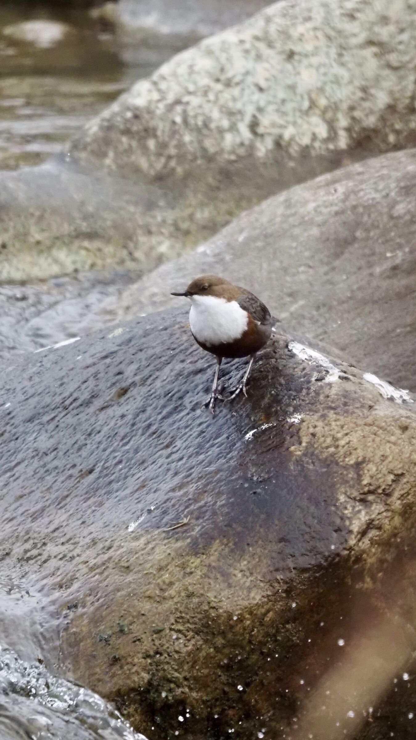 White-throated dipper