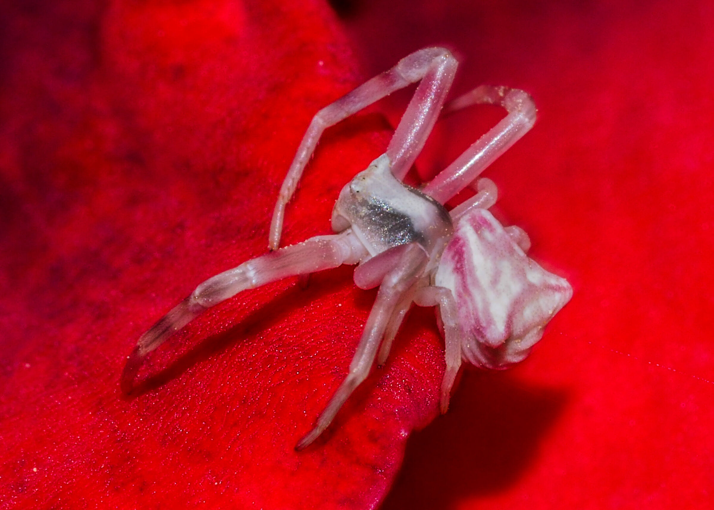 Thomisus spectabilis