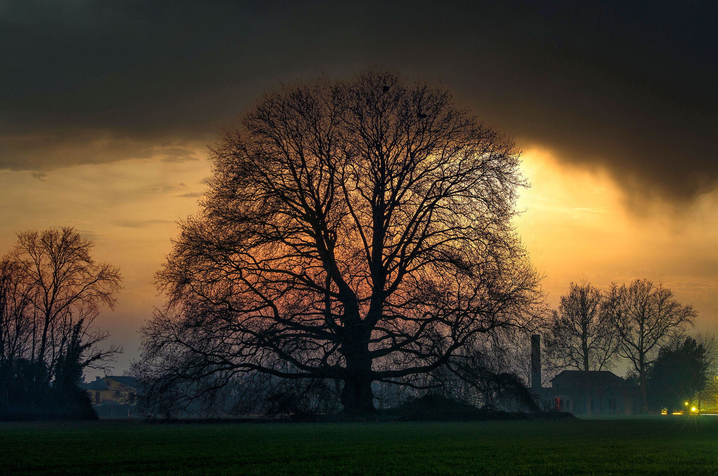Il grande albero e le prime luci della sera...