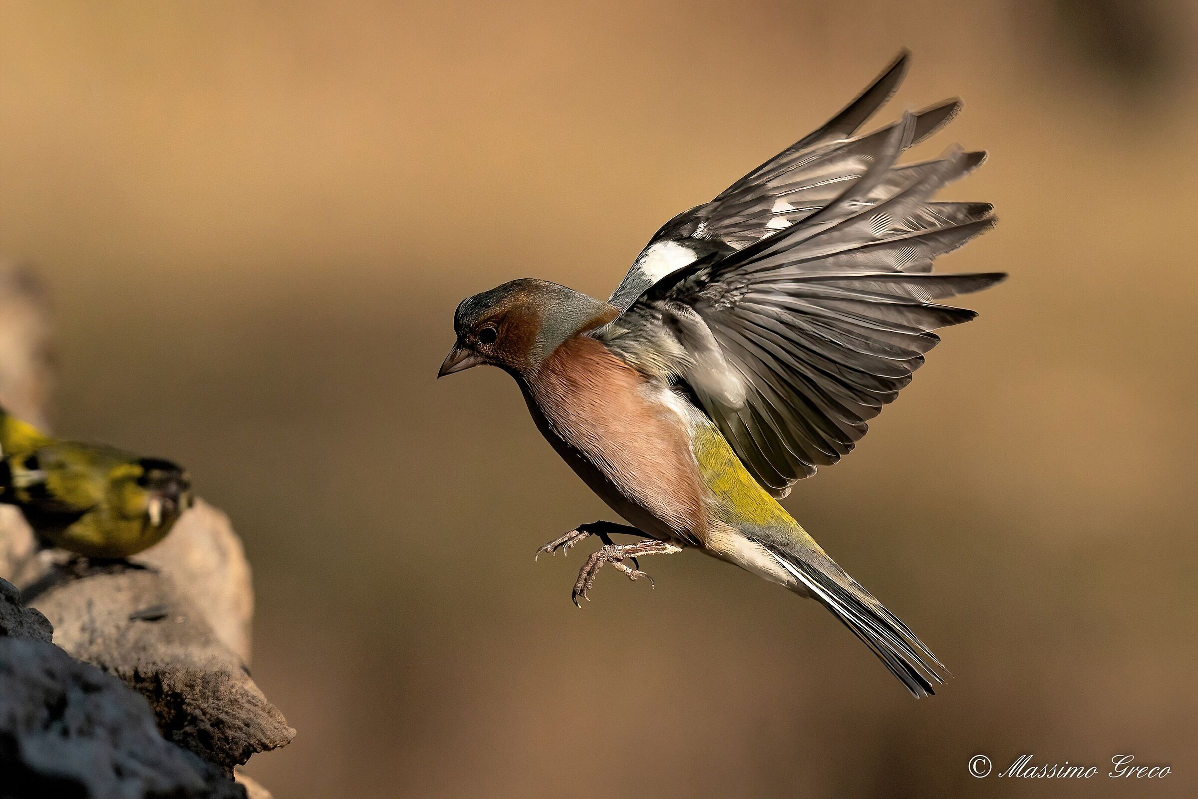 Chaffinch