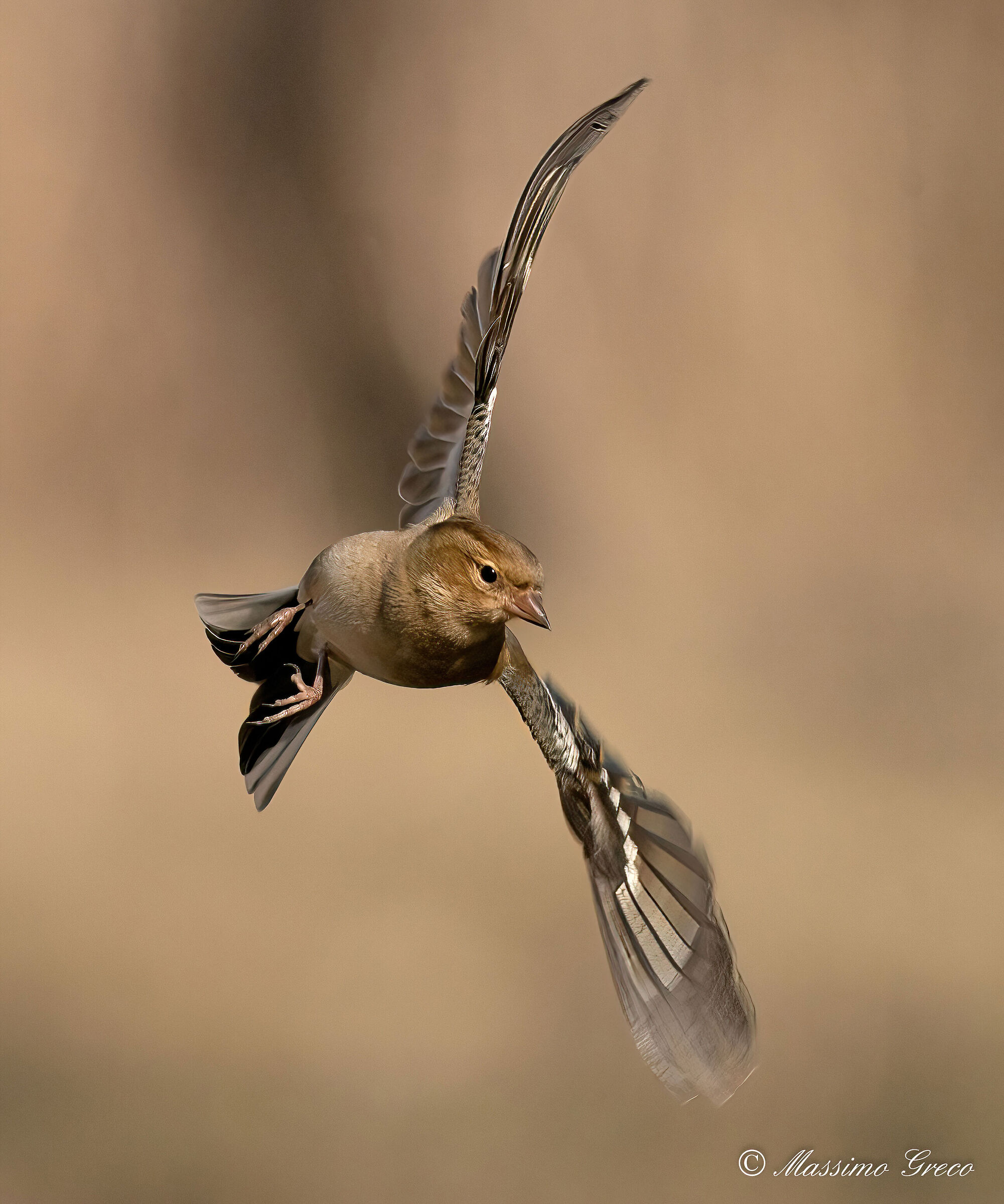 Chaffinch (Fringilla coelebs)