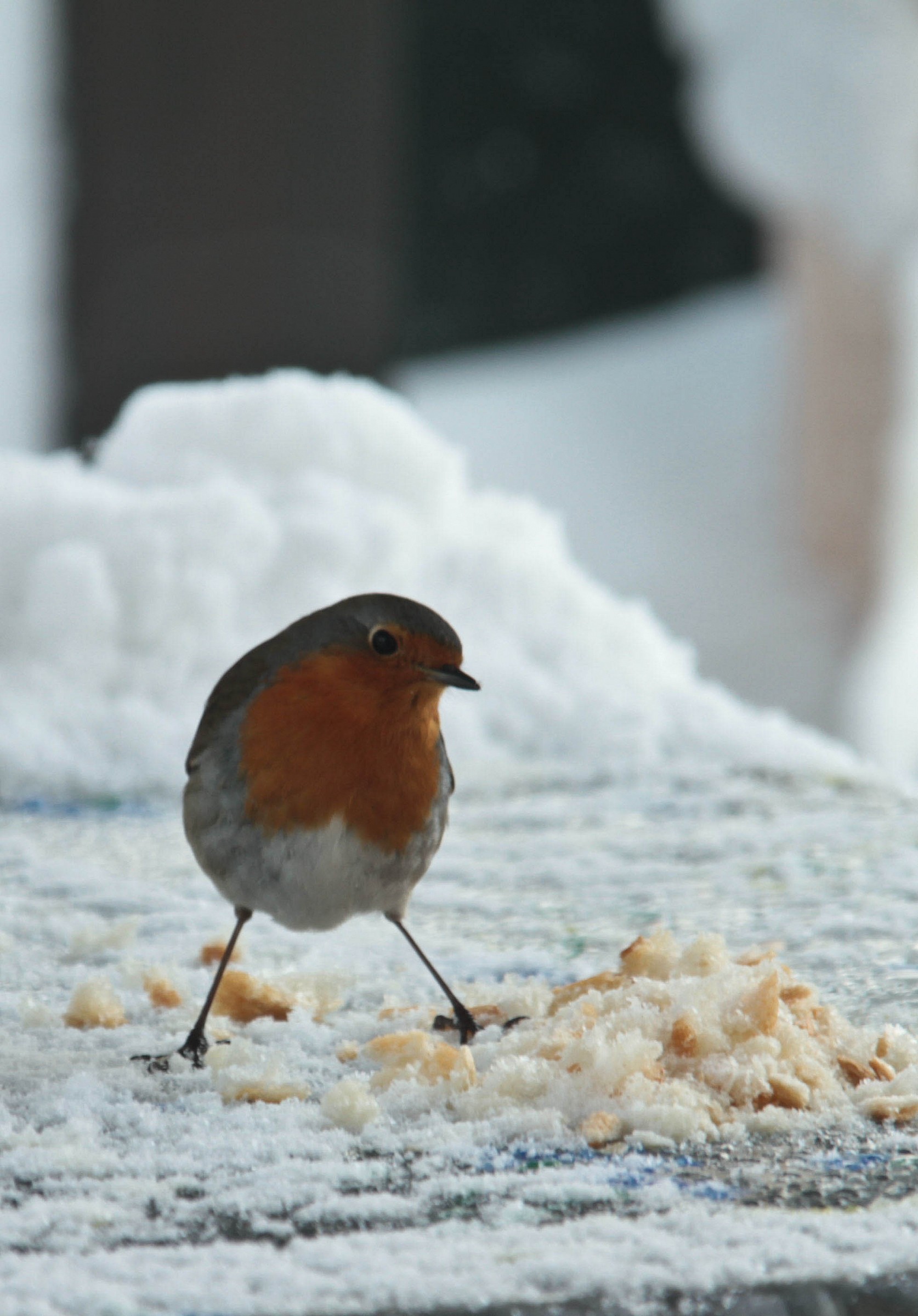 mi fido o non mi fido?