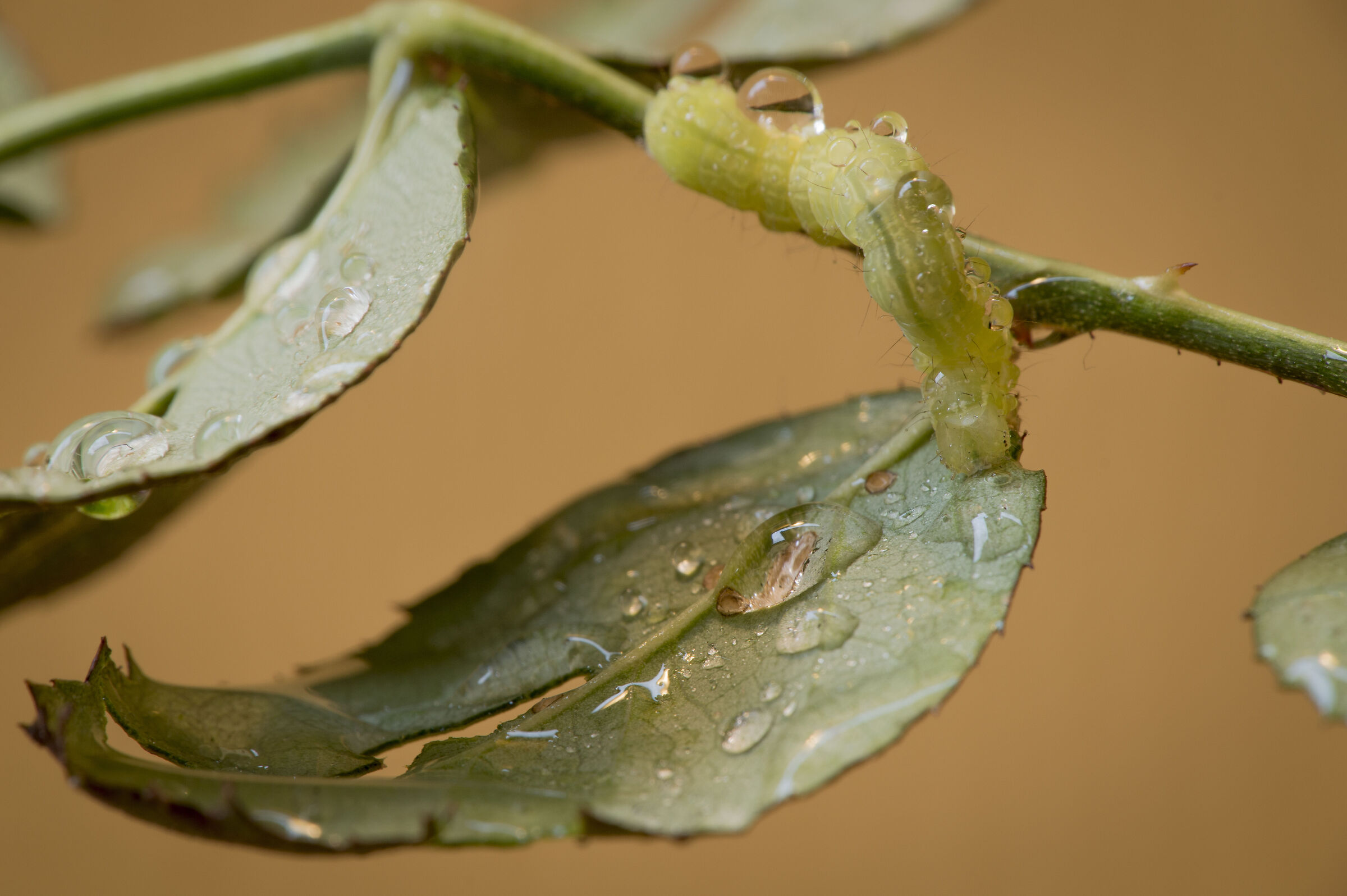Caterpillar