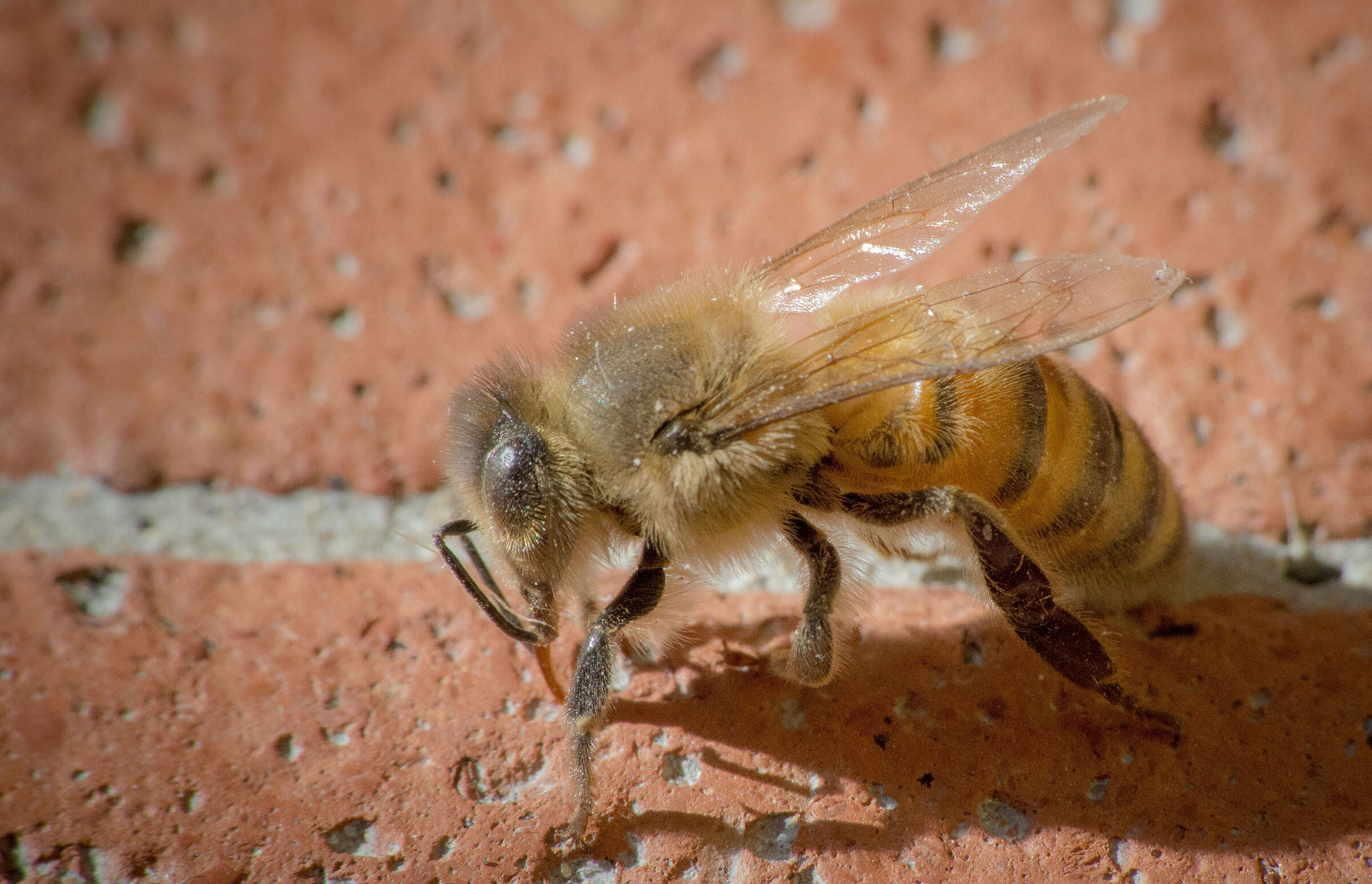 Bee