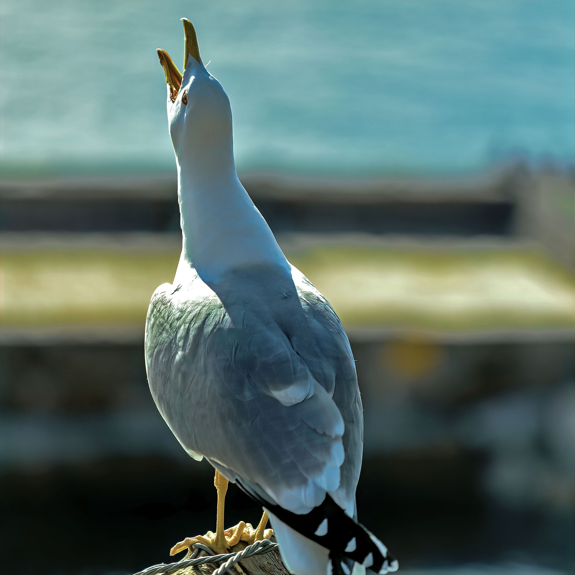 Il gabbiano innamorato