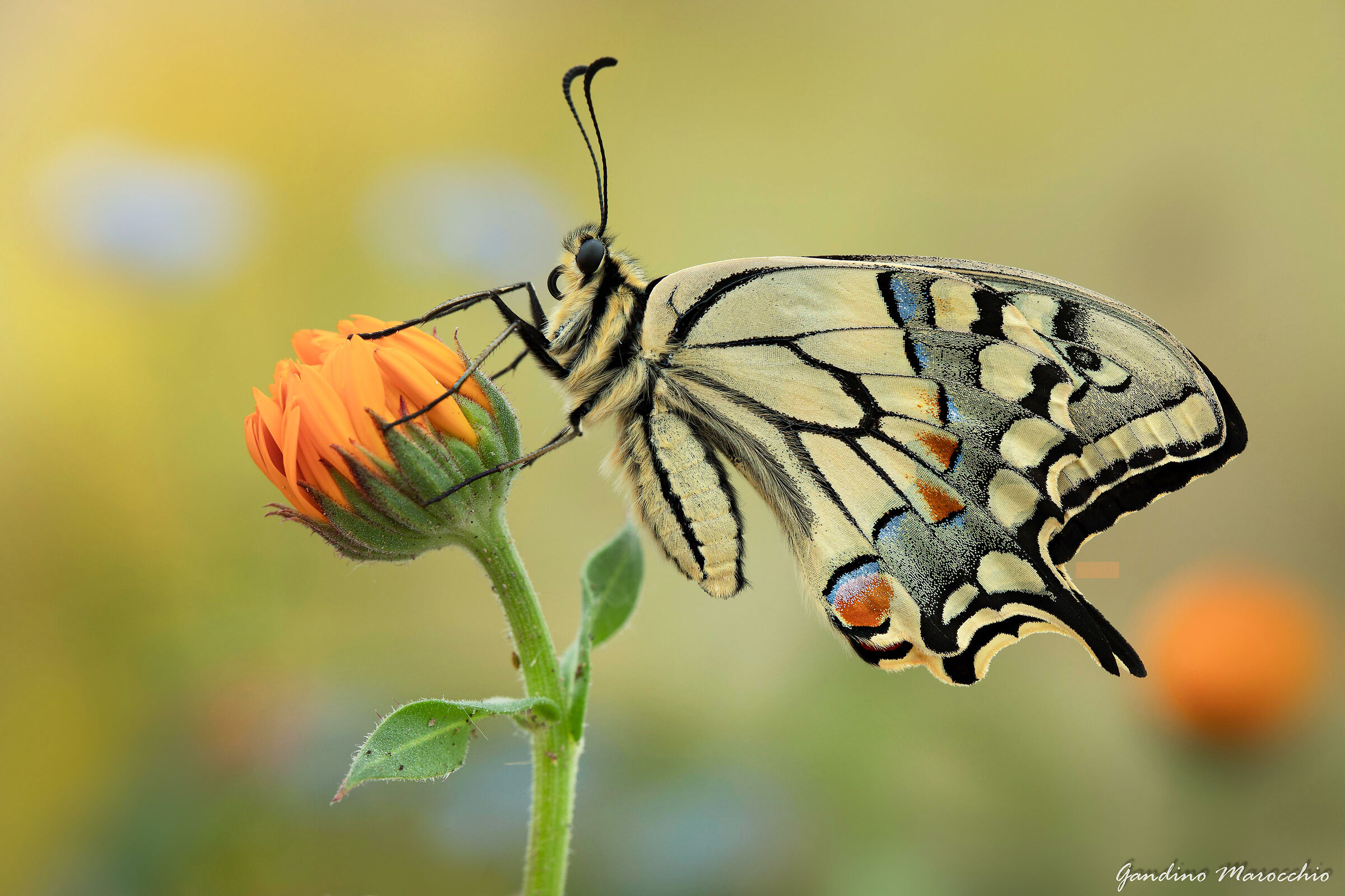 Papilio Machaon