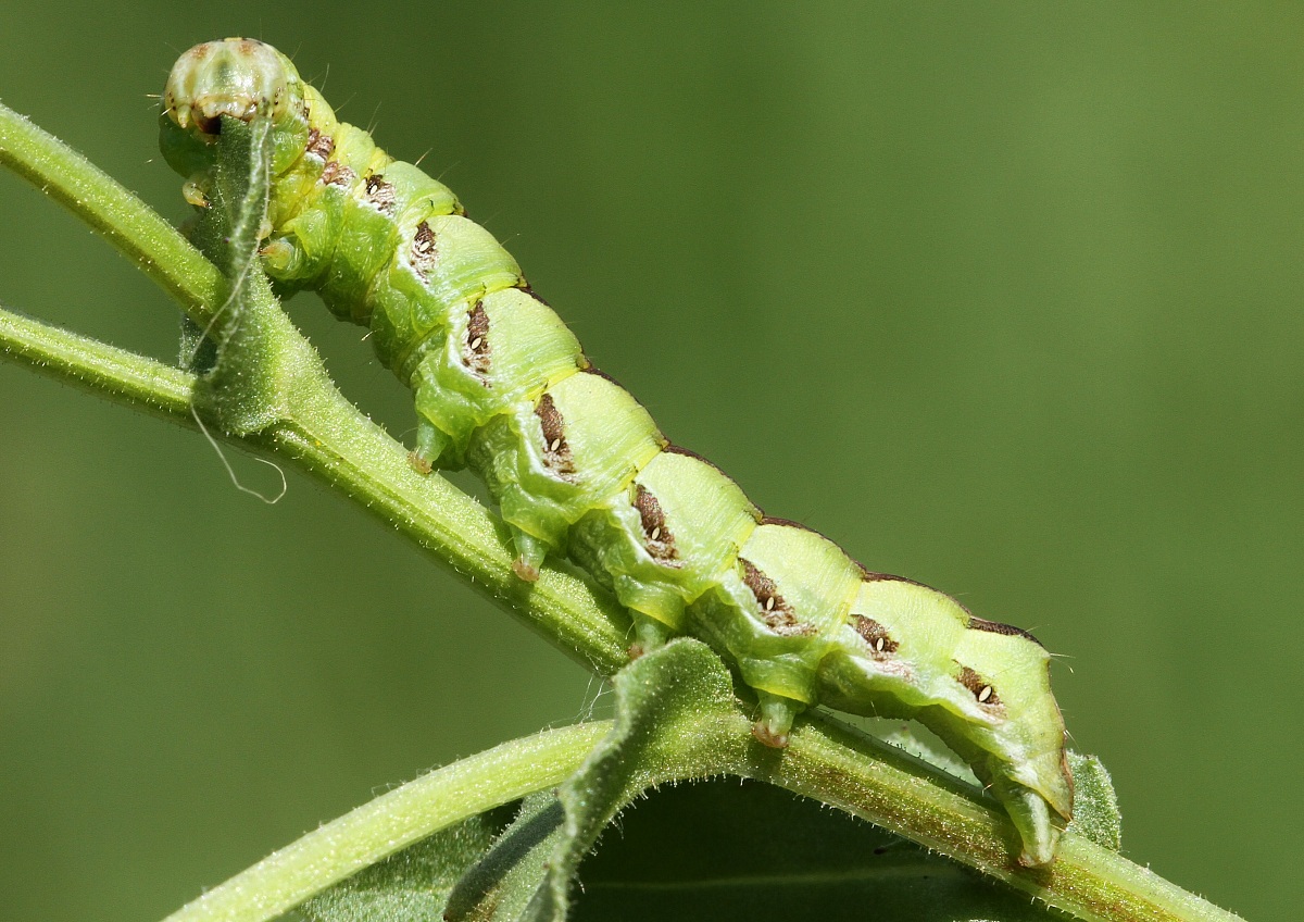 La voracità di un bruco
