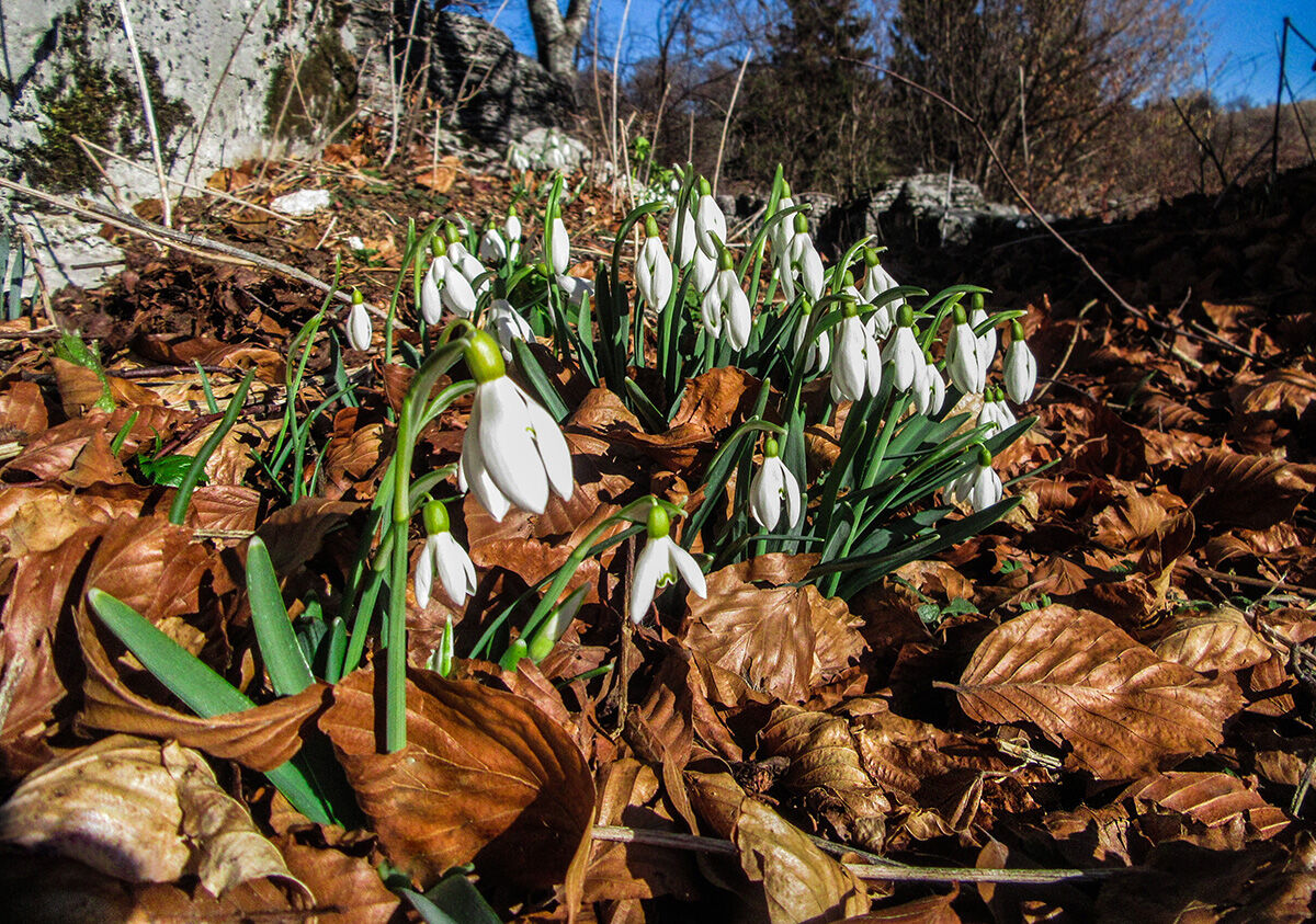 Bucaneve...senza neve