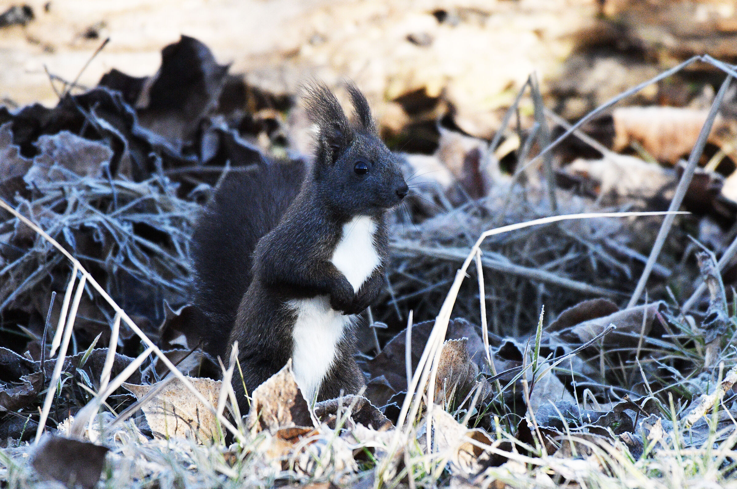 Scoiattolo mediterraneo