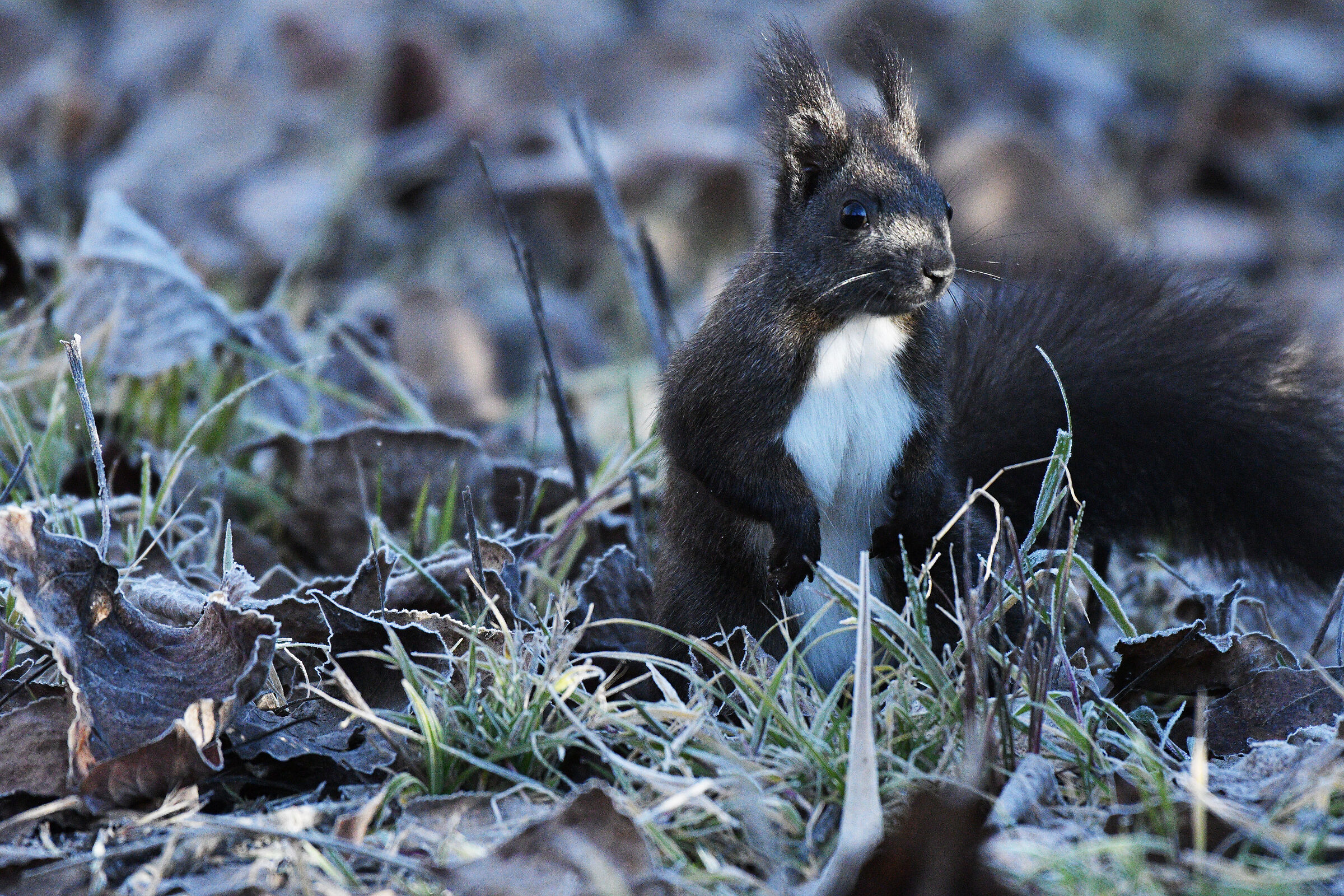 Scoiattolo mediterraneo