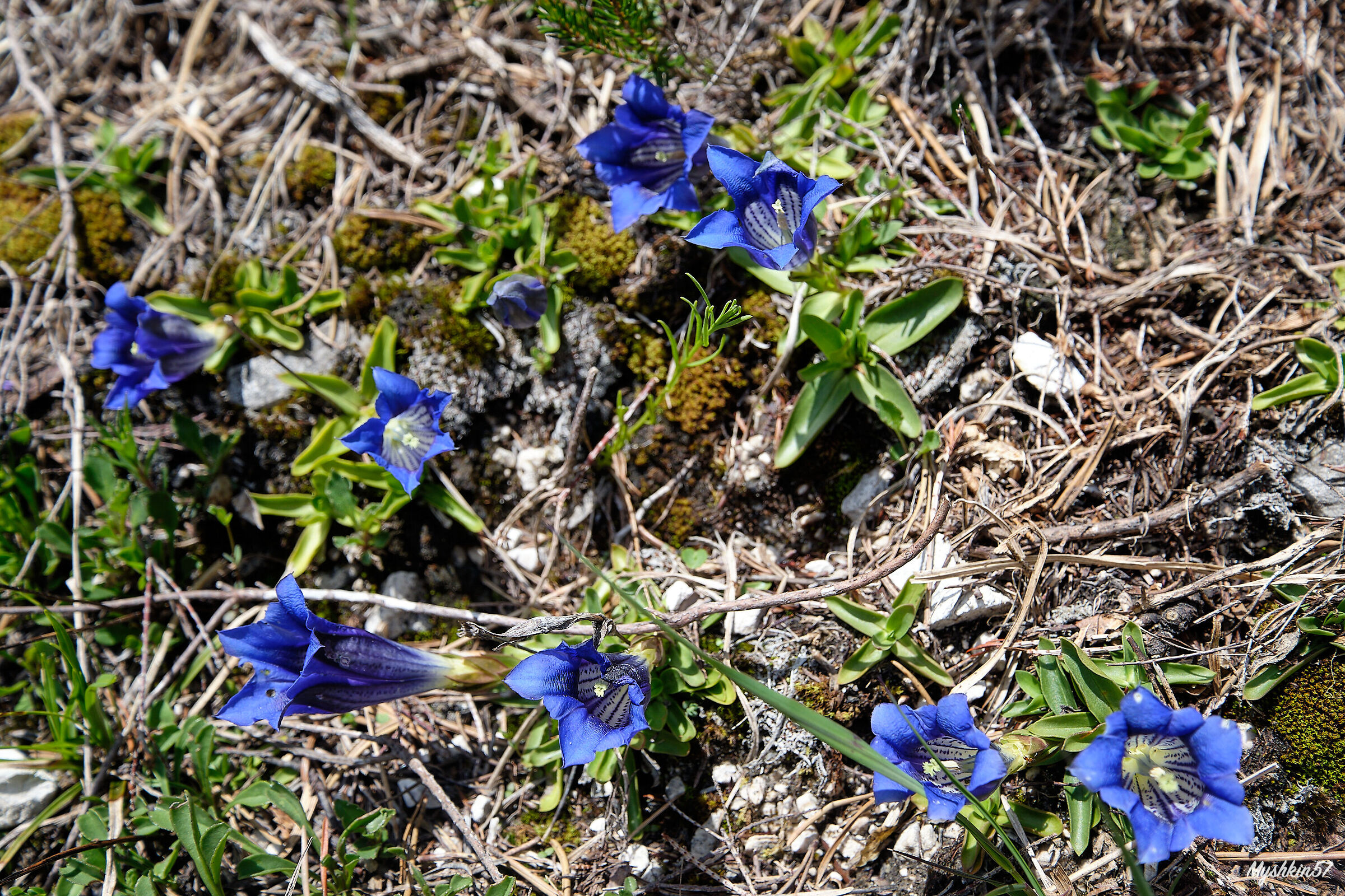 Gentians