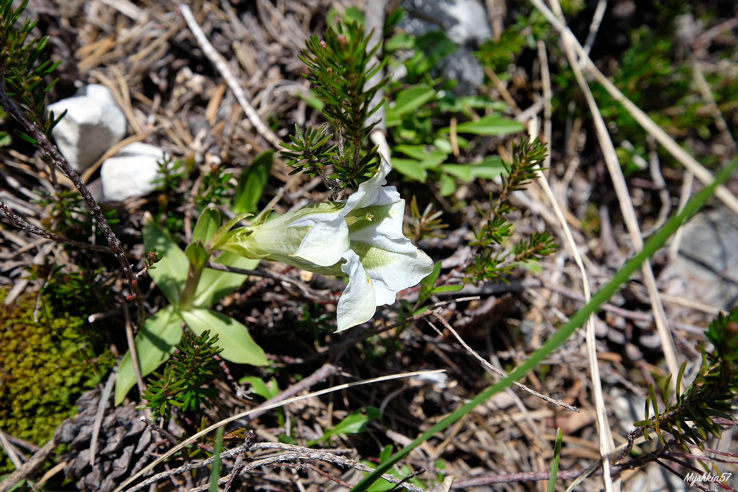 Albino Gentian