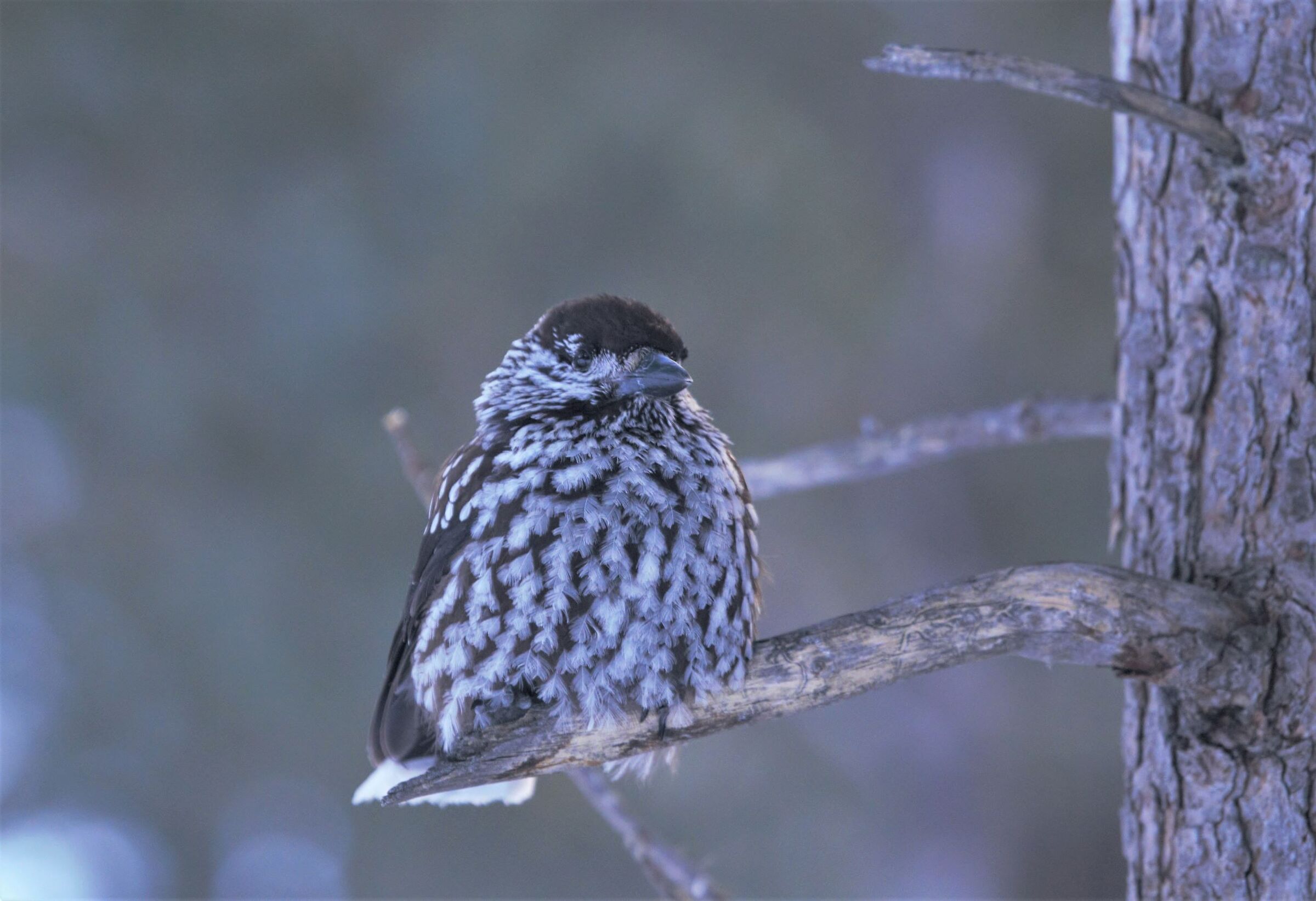 the feathers of the hazelnut