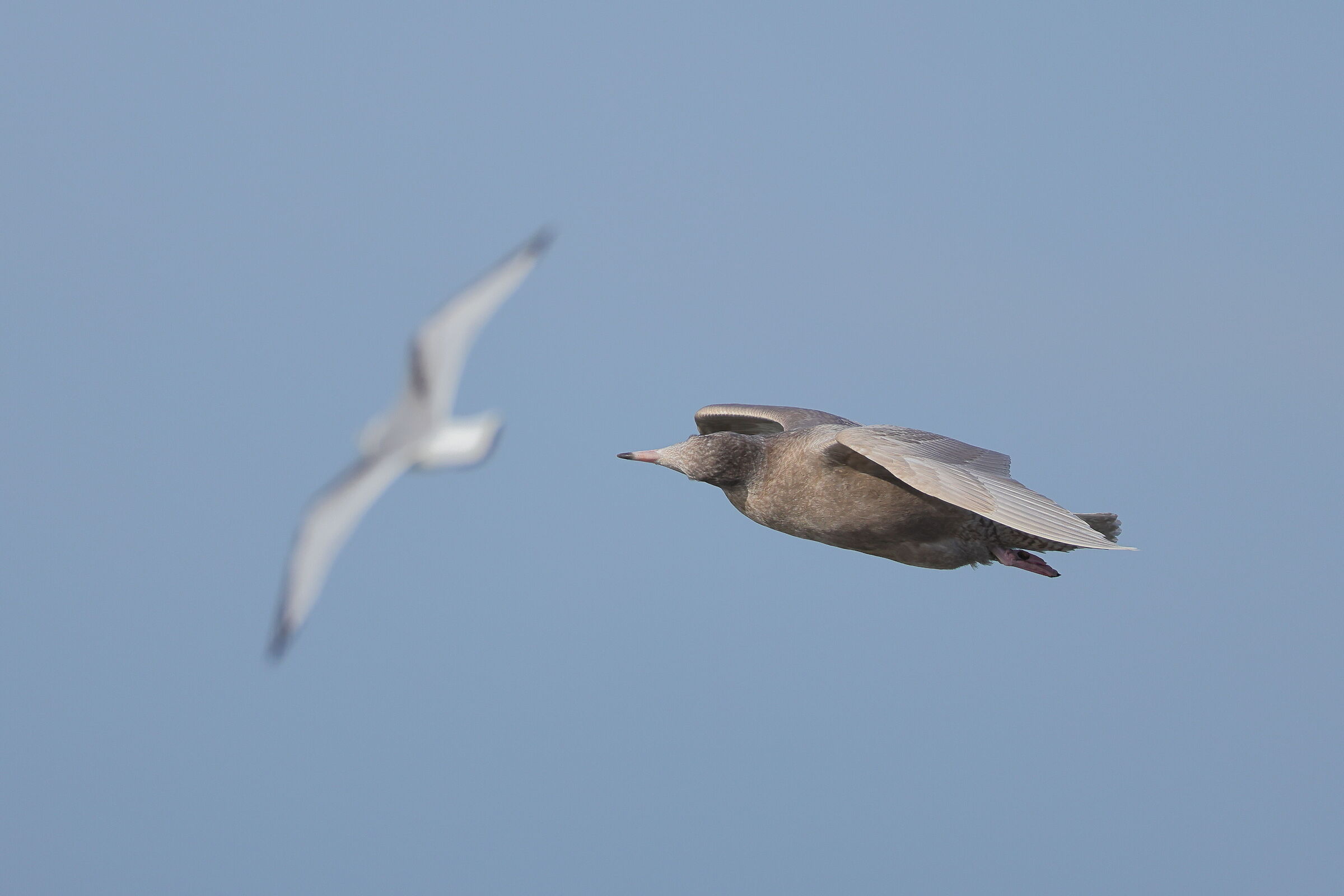 Glaucous gull
