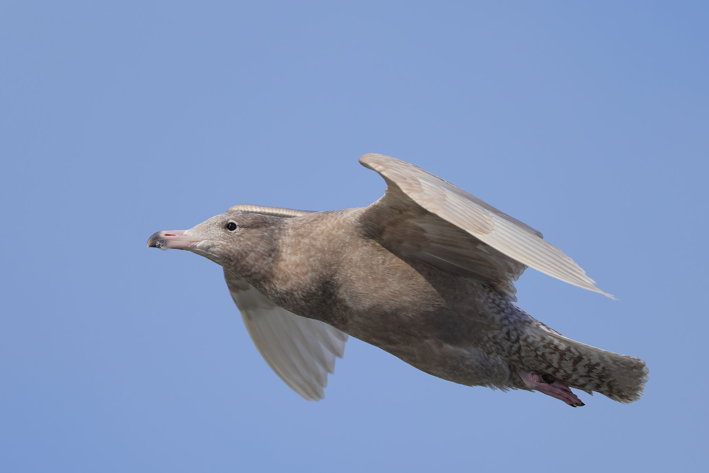 Glaucous gull