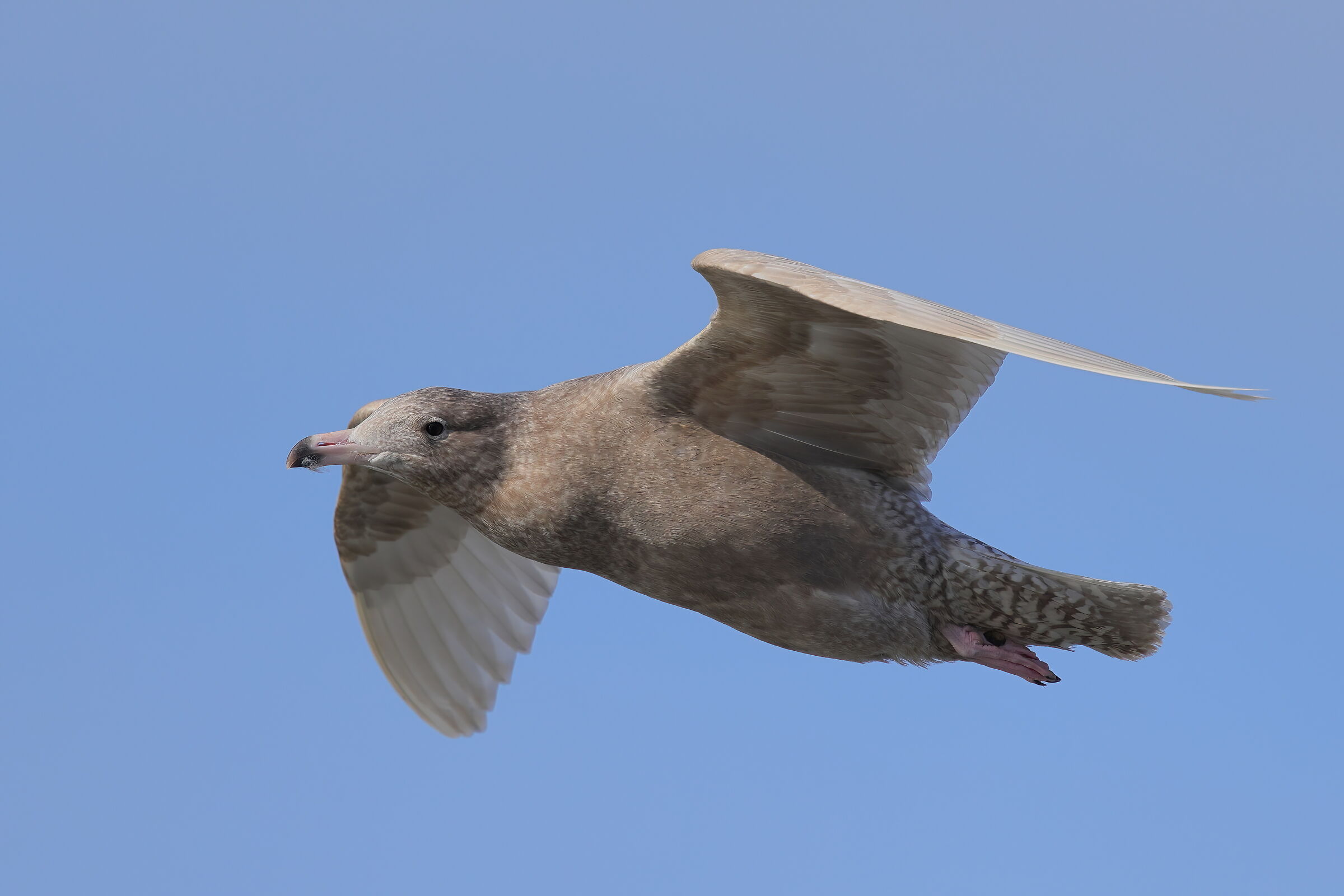 Glaucous gull