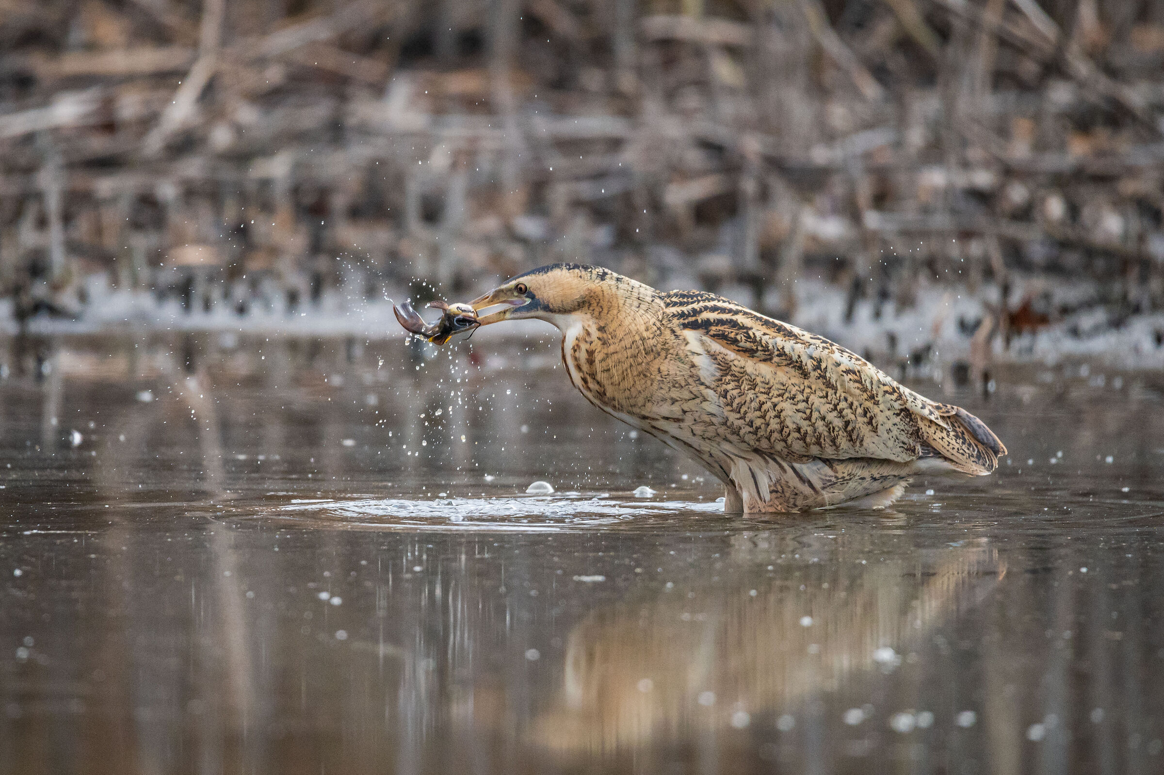 bittern