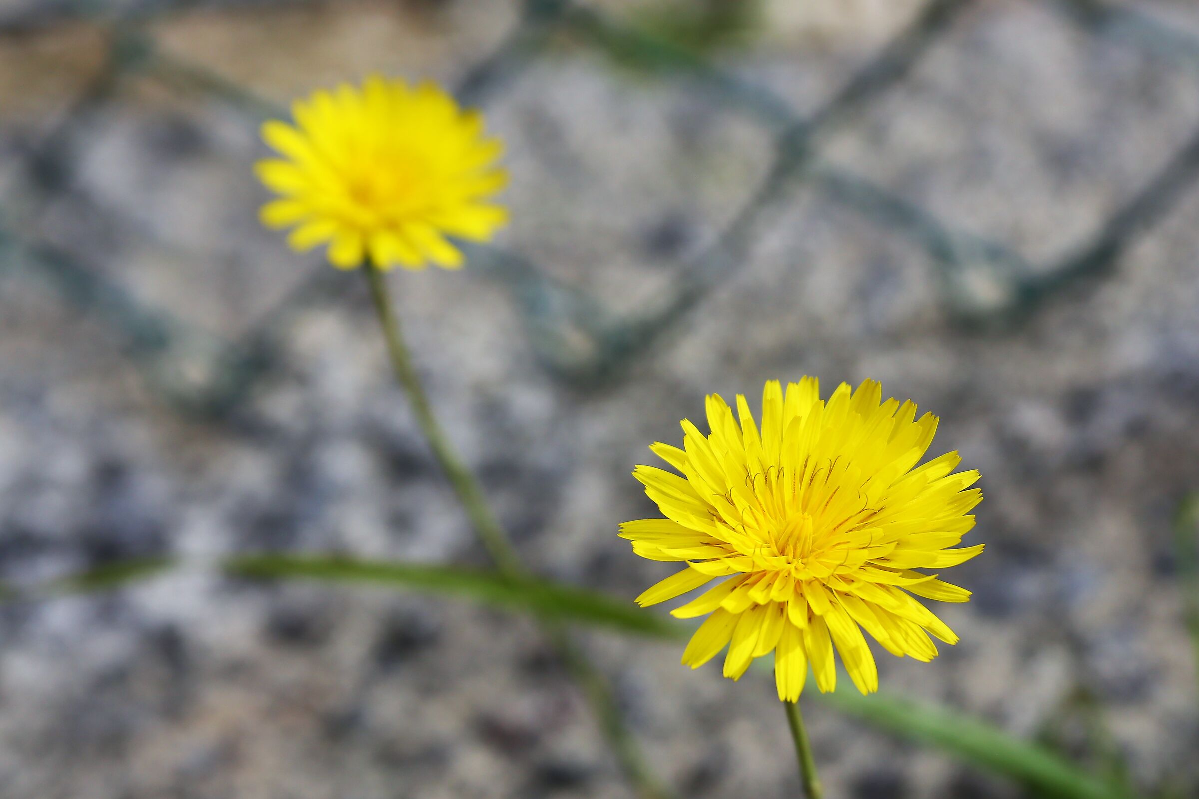 Quando un fiore non fa primavera, ma due è un inizio