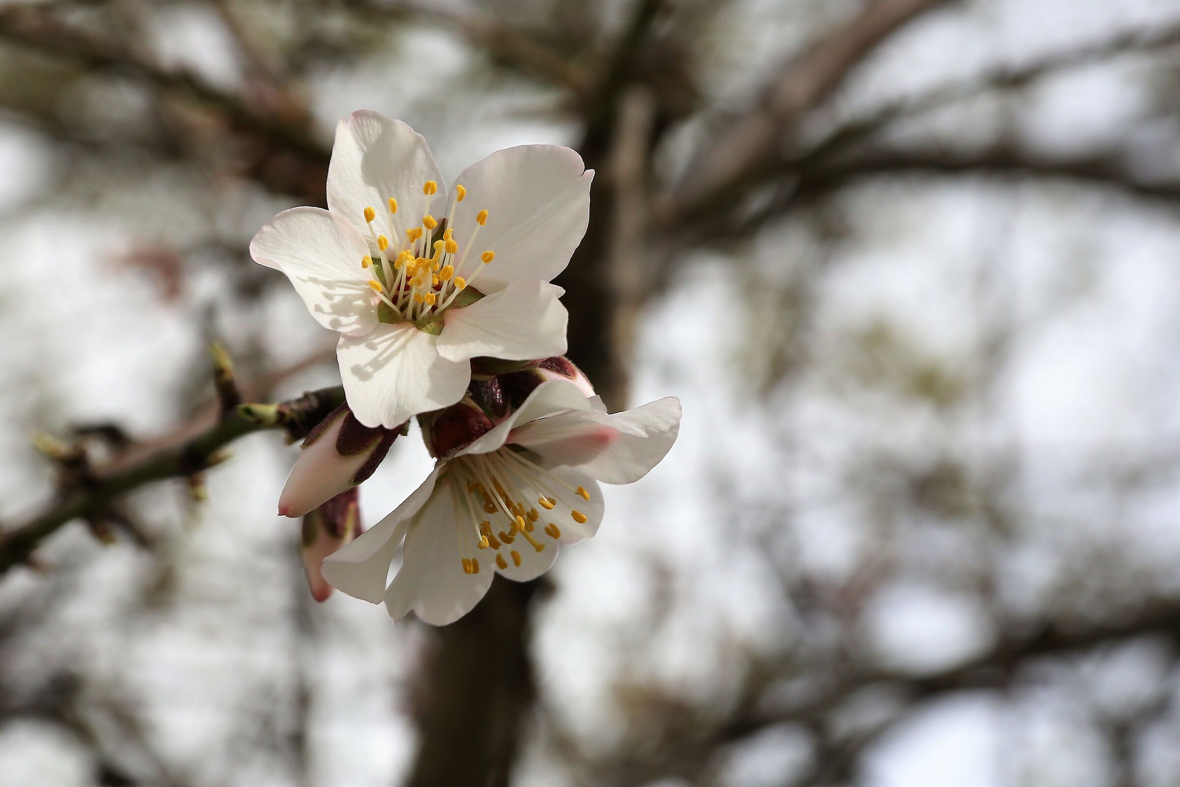 Mandorlo in fiore 2022