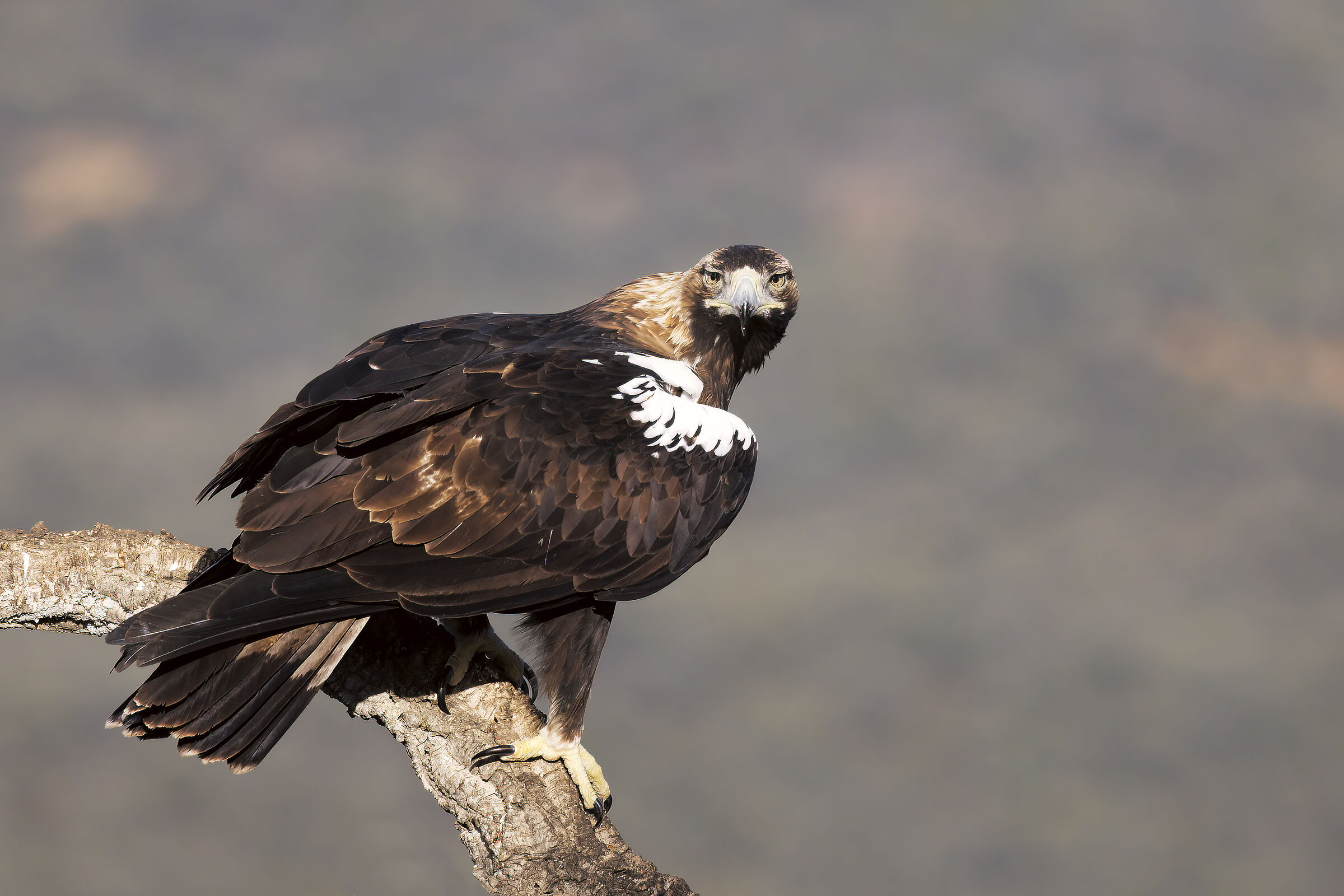 Iberian imperial eagle