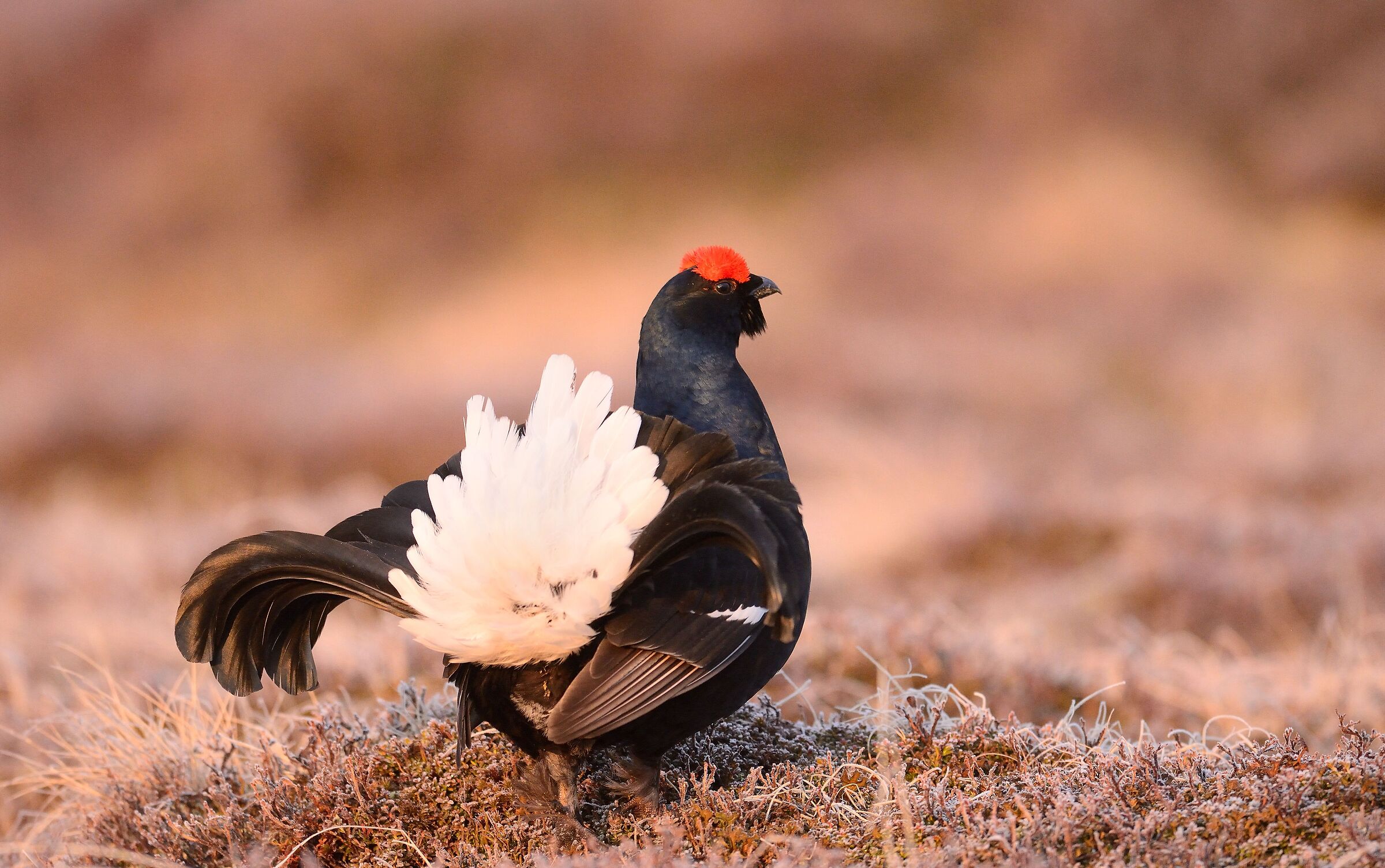 Immersed in the colors of dawn