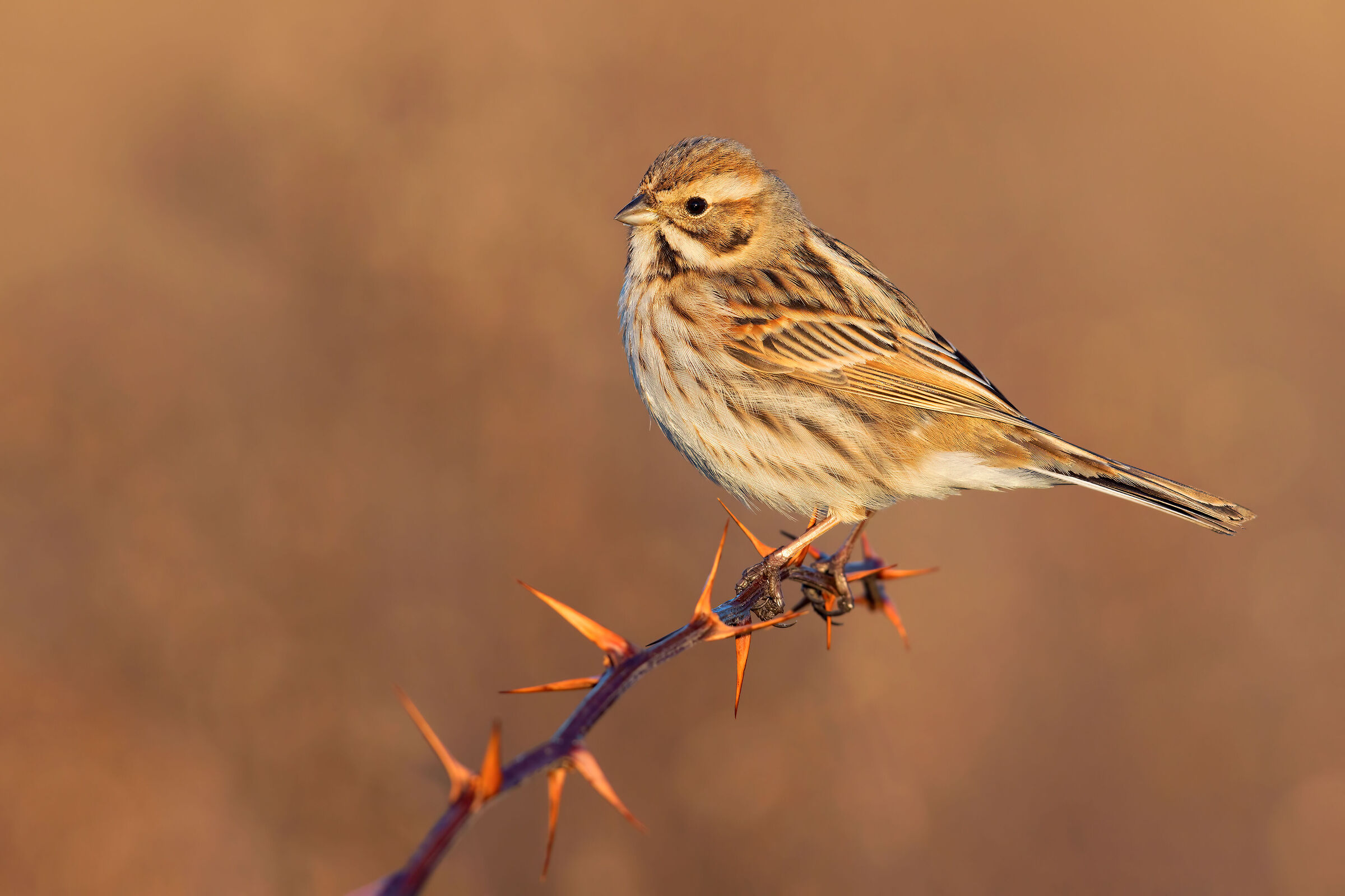 Migliarino di Palude