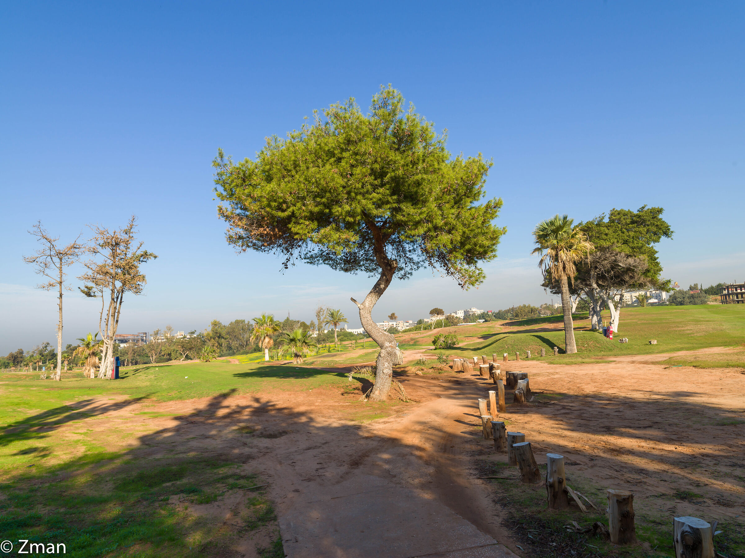 Alberi nel campo da golf libanese
