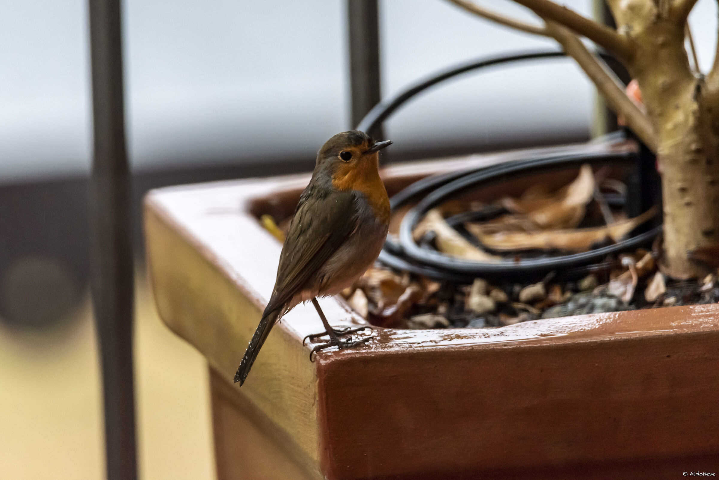 Pettirosso bagnato...