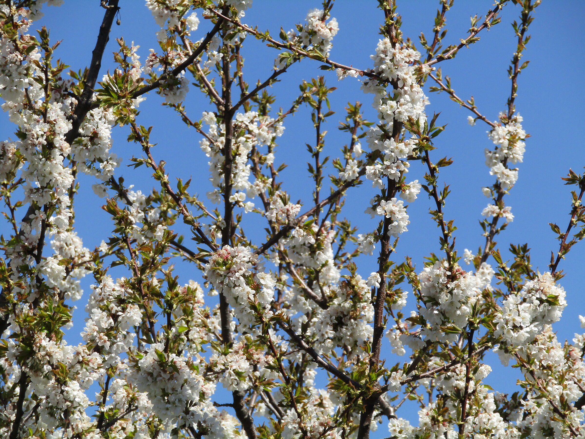 ciliegio in fiore