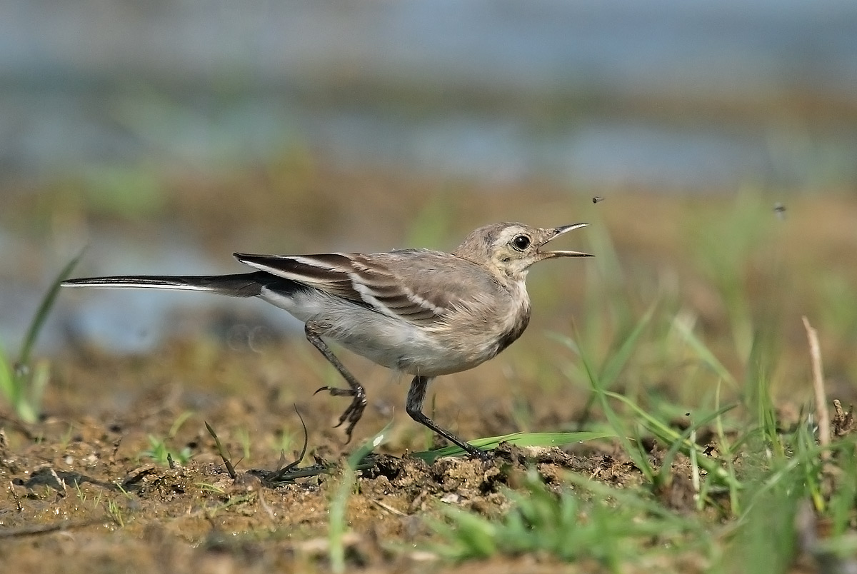 White Wagtail