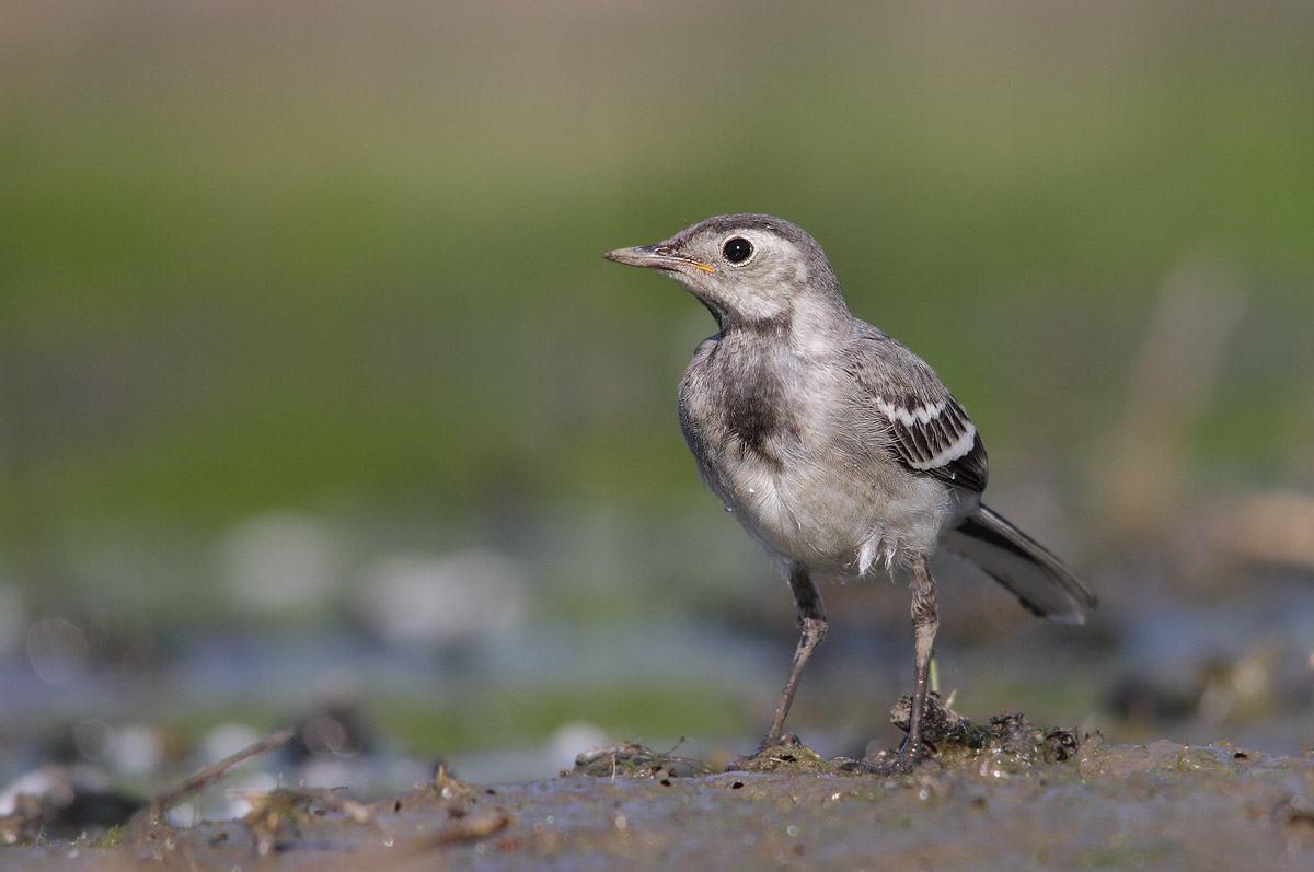 White Wagtail