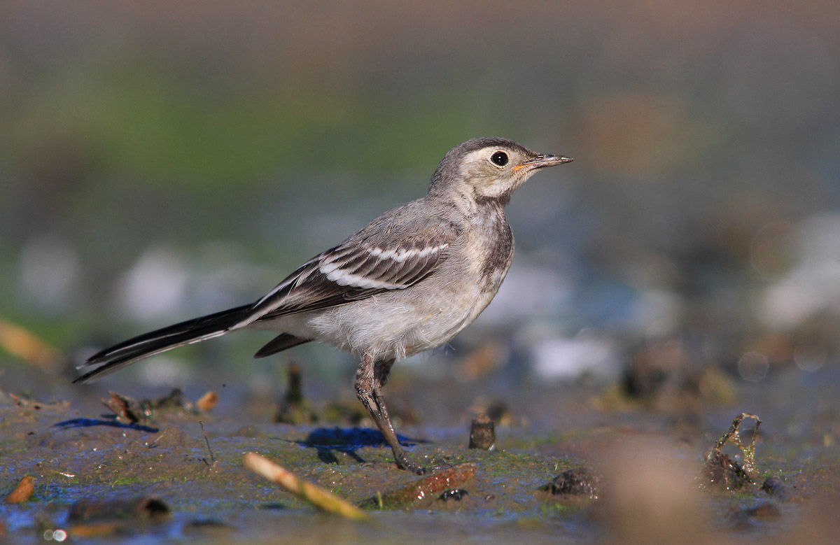 White Wagtail