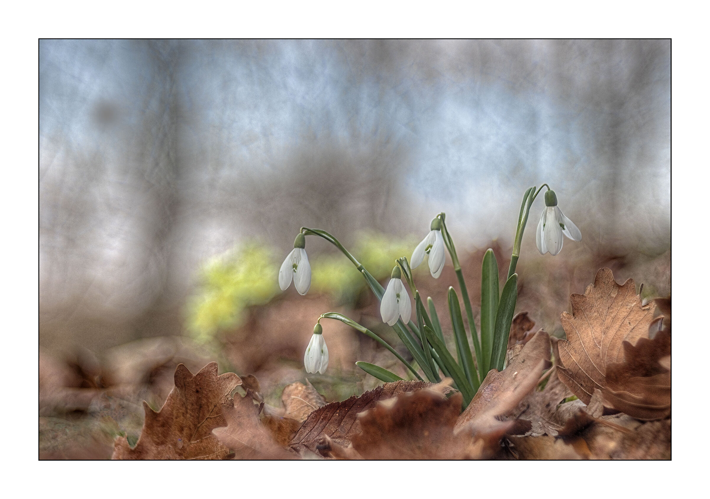 a forest in spring
