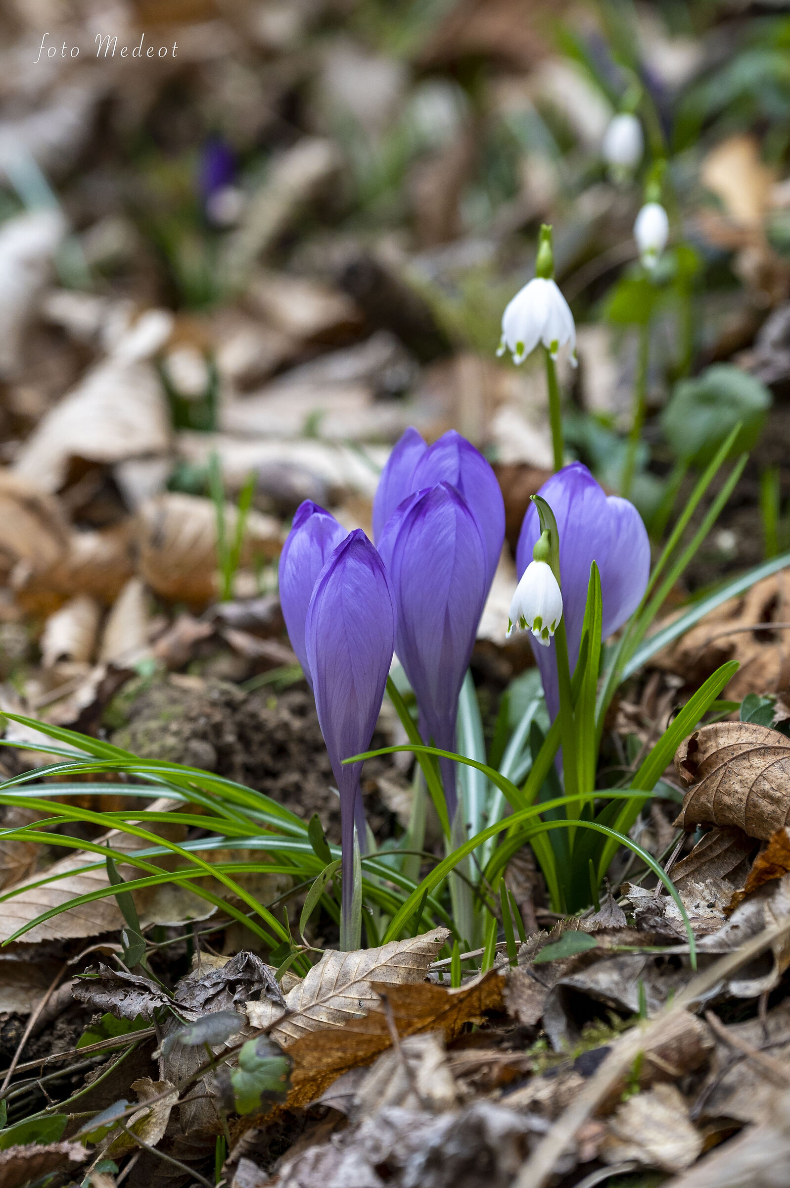 Crocus Viola e Campanellini