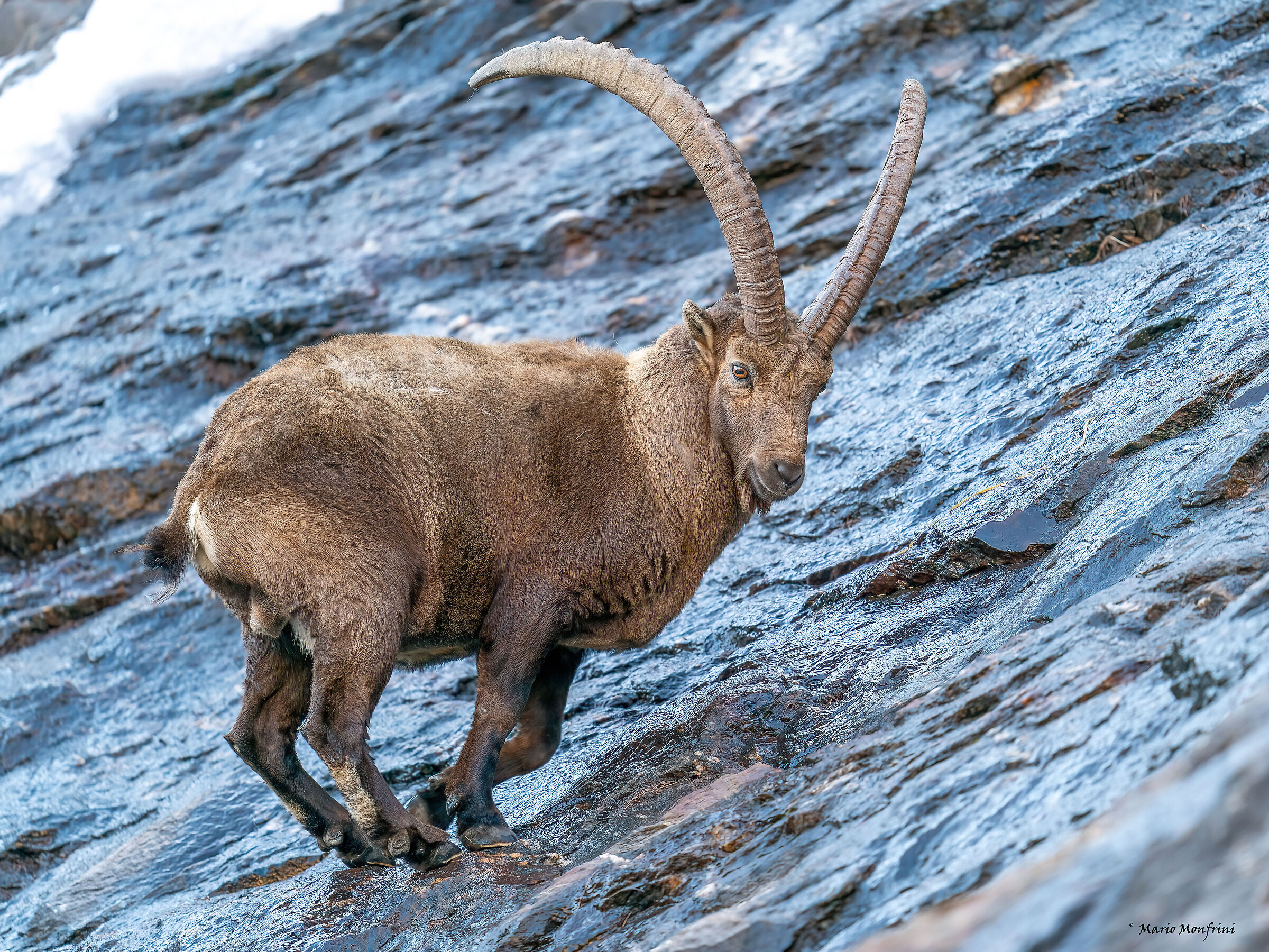 Ibex