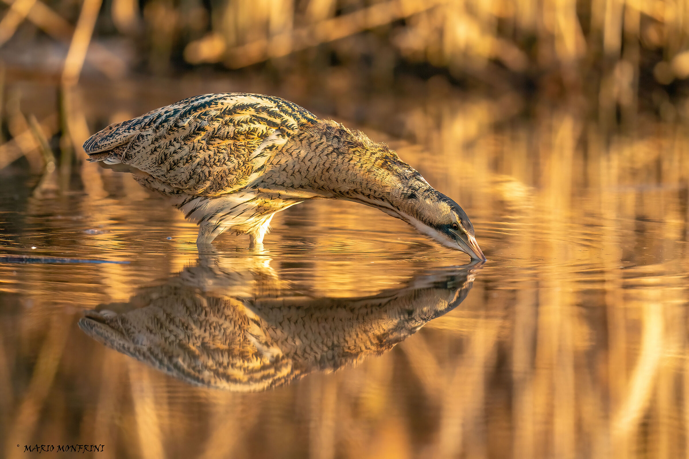Golden bittern