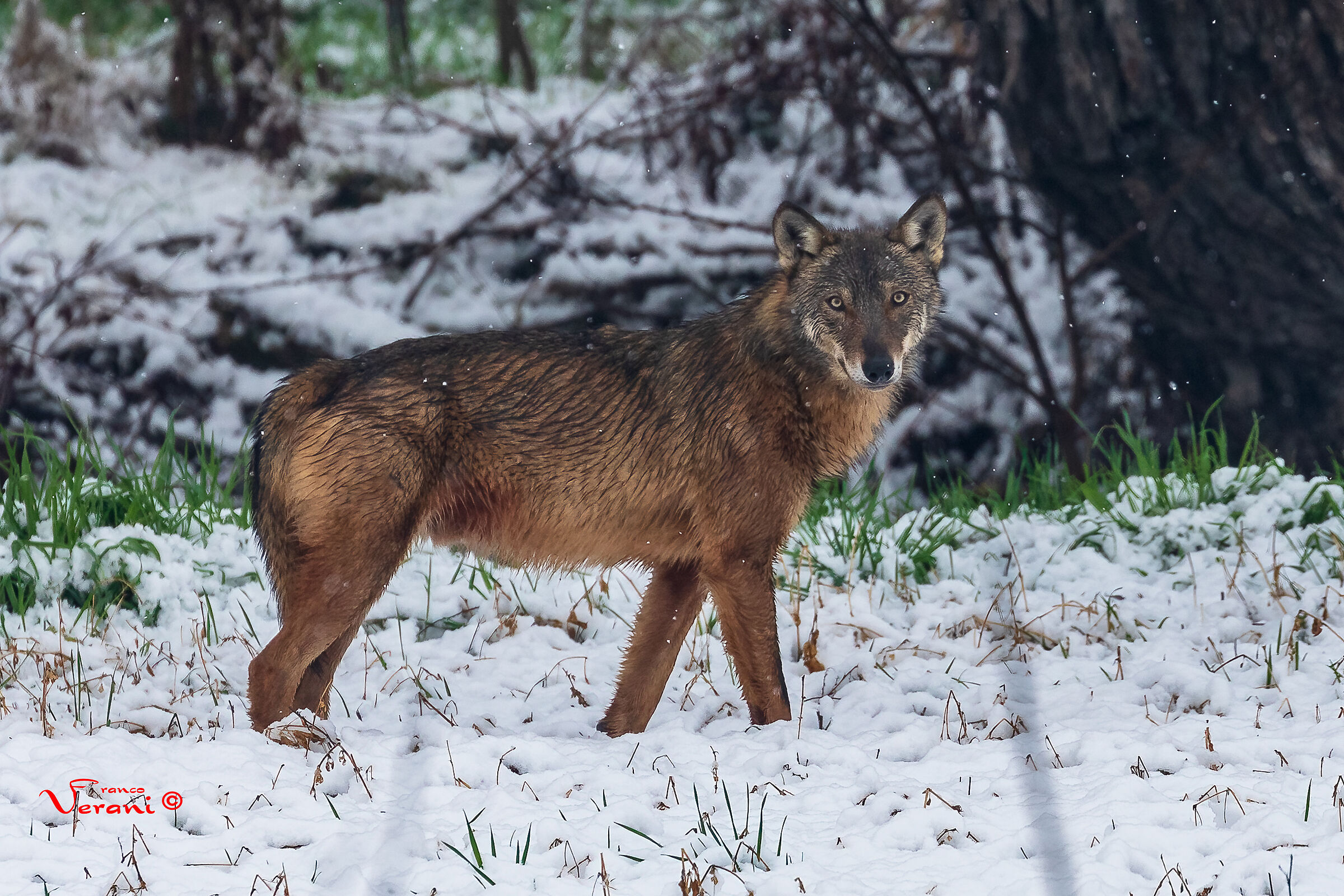 lupo italico (canis lupus italicus)