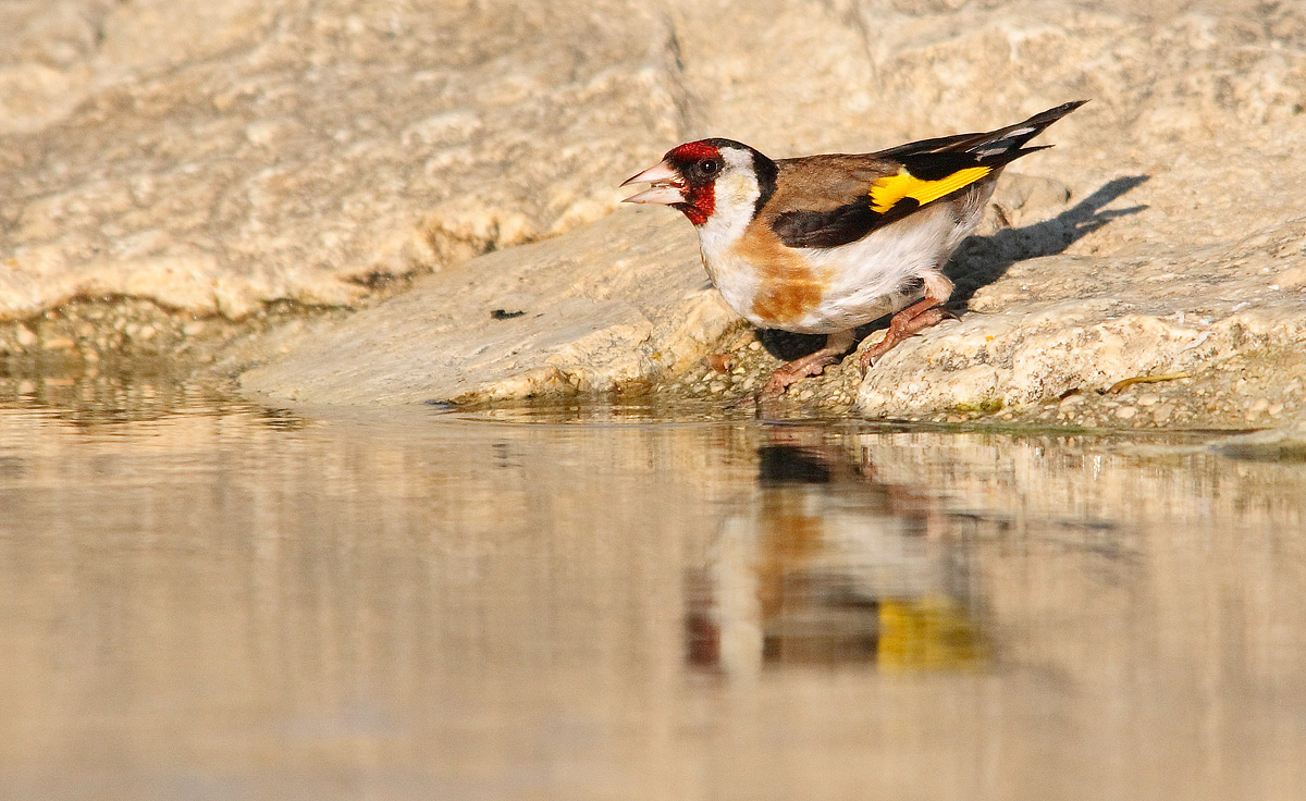 goldfinch