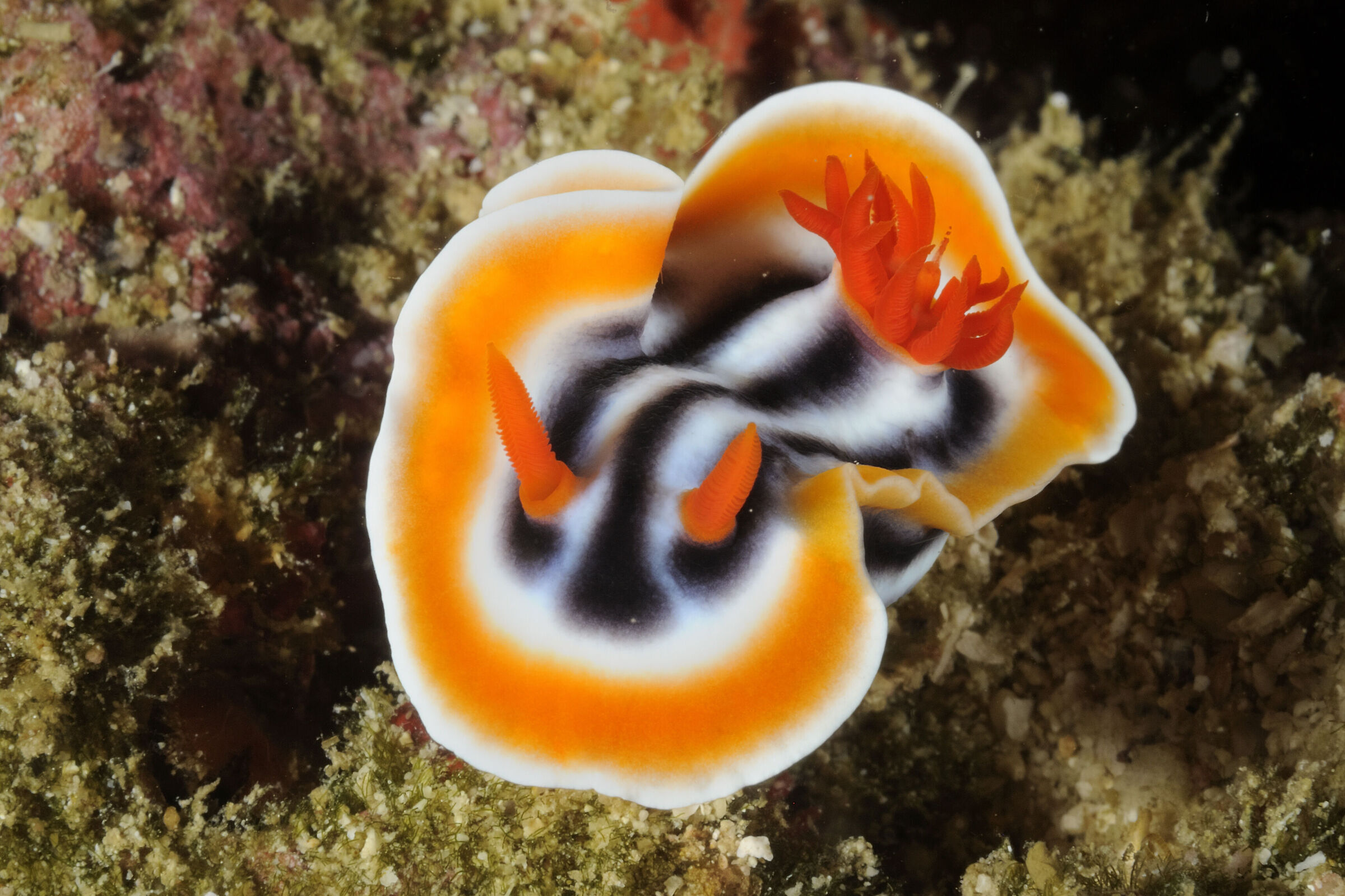 Chromodoris Magnificent nudibranch in Malapascua island