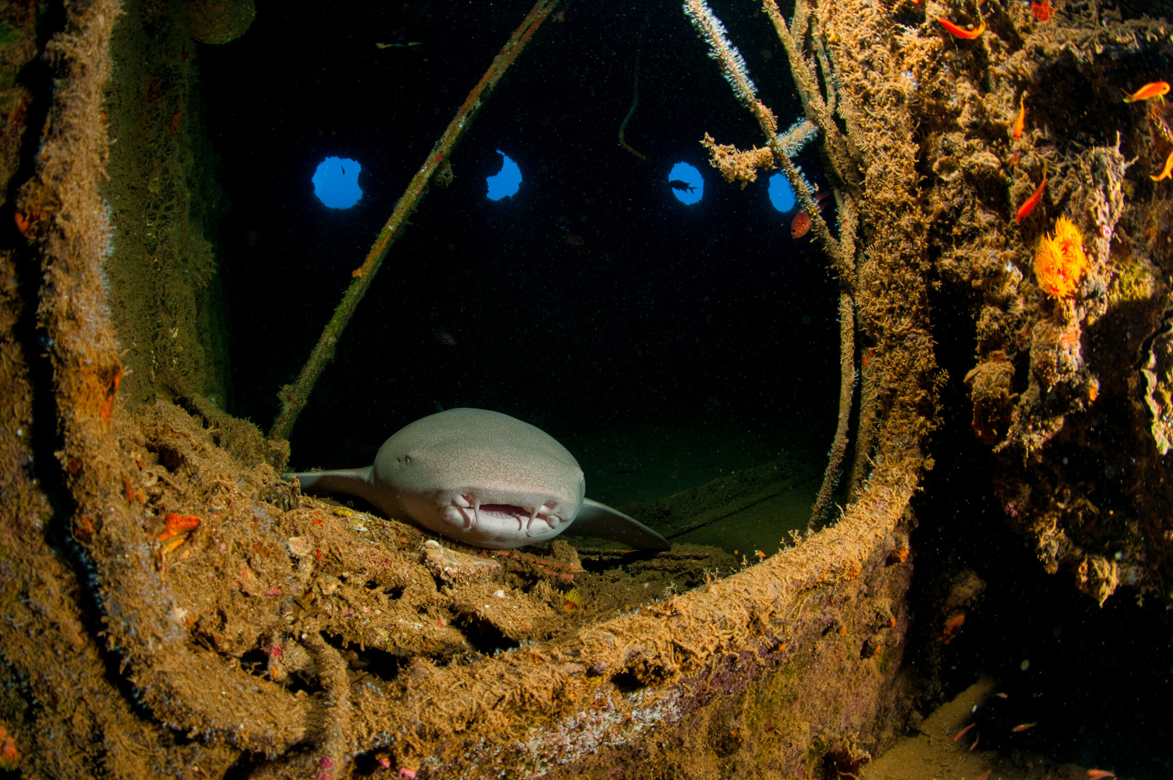 A nurse shark Ginglystoma cirratum inside a wreck