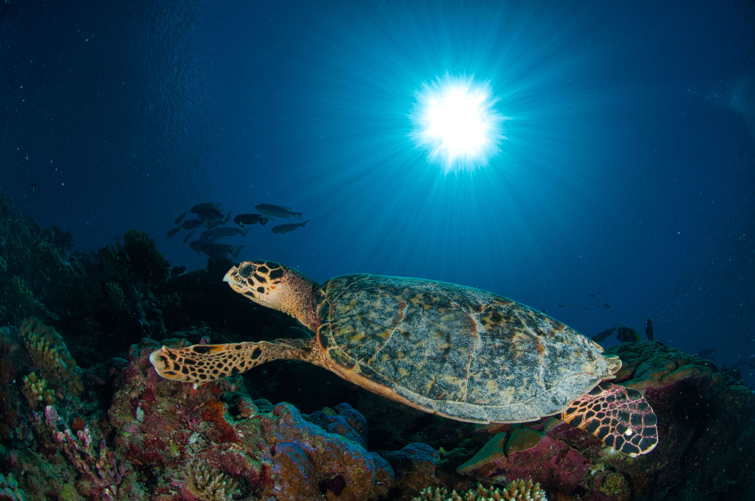 A green turtle swimming close to the reef