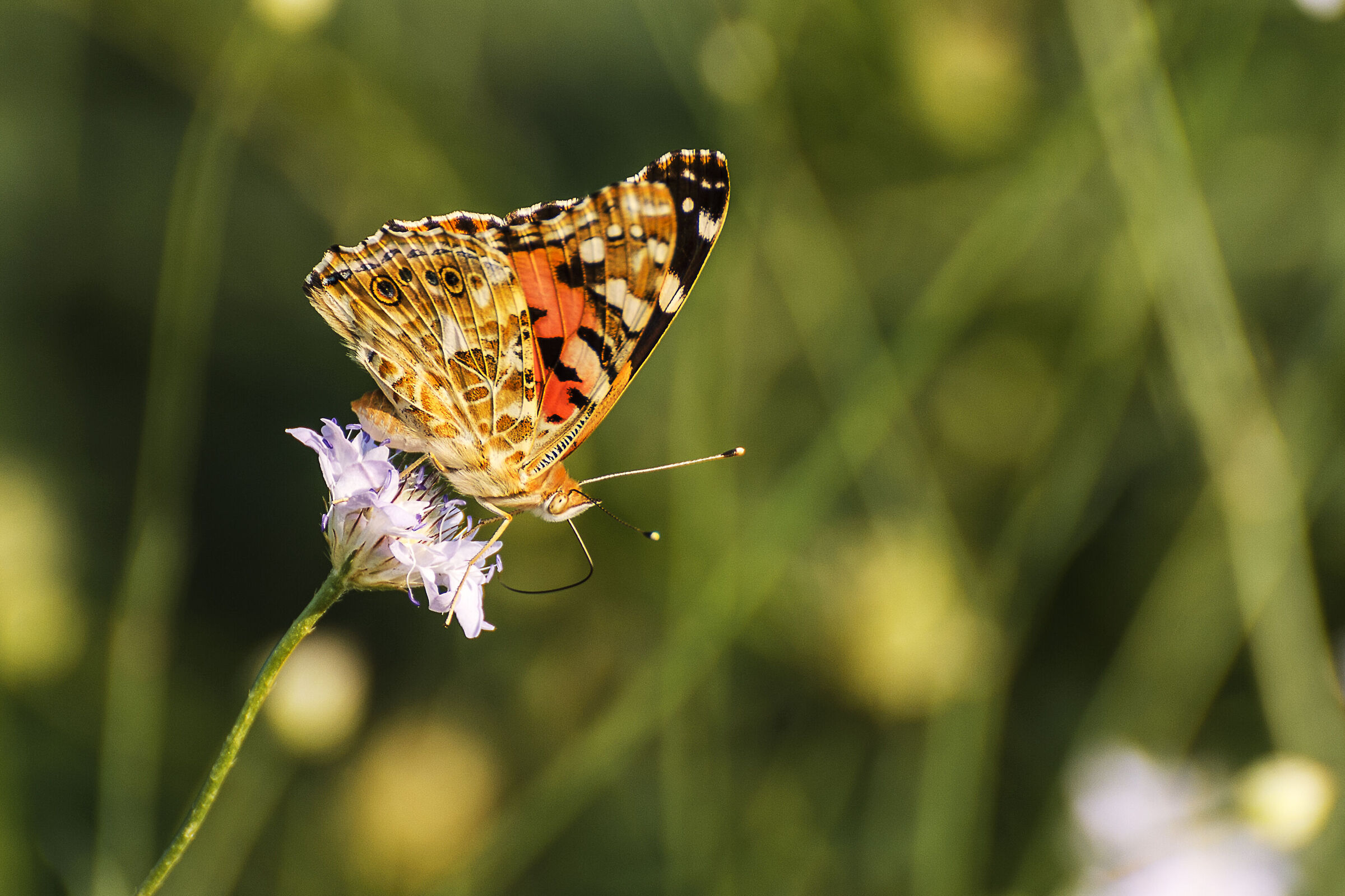 Monarch butterfly