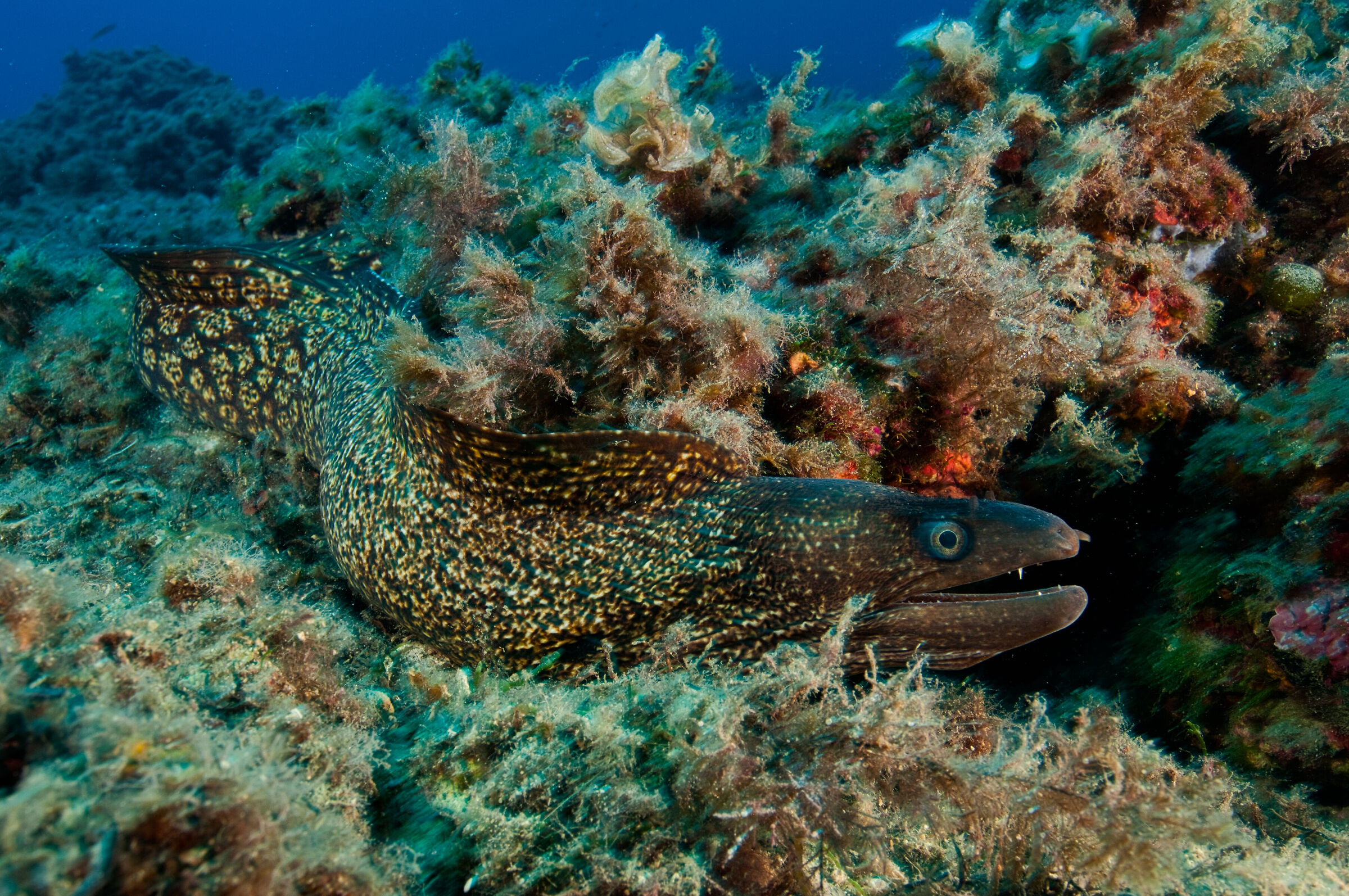 A mediterranean moray (Muraena Helena) in Bergeggi