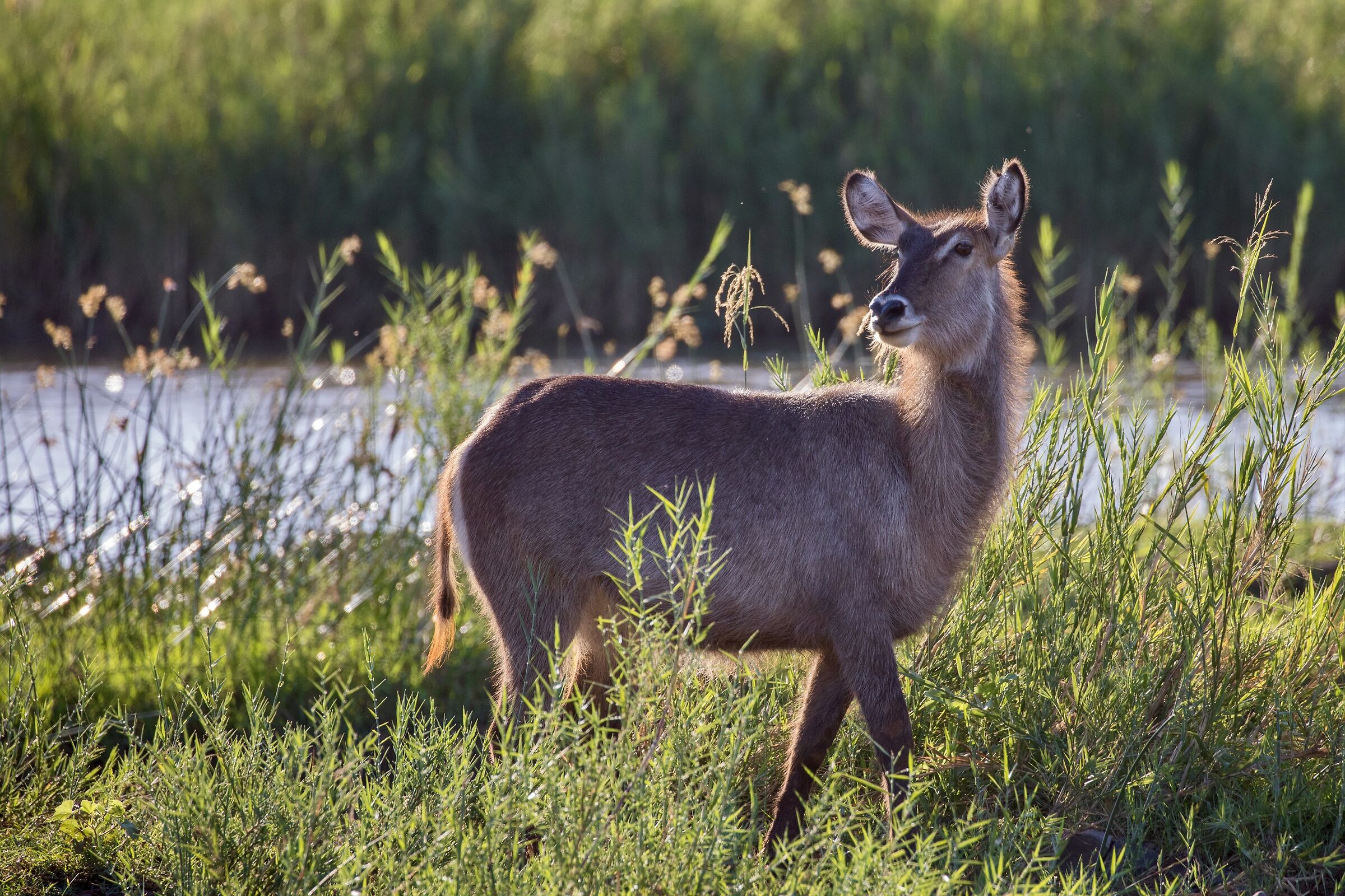 Antilope d'acqua nell'ultimo sole