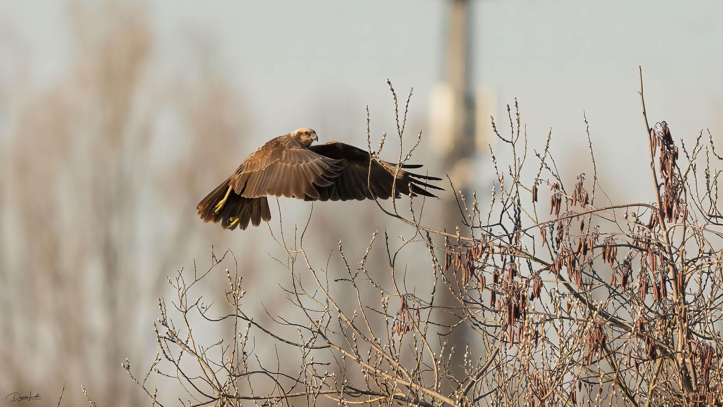 Marsh falcon