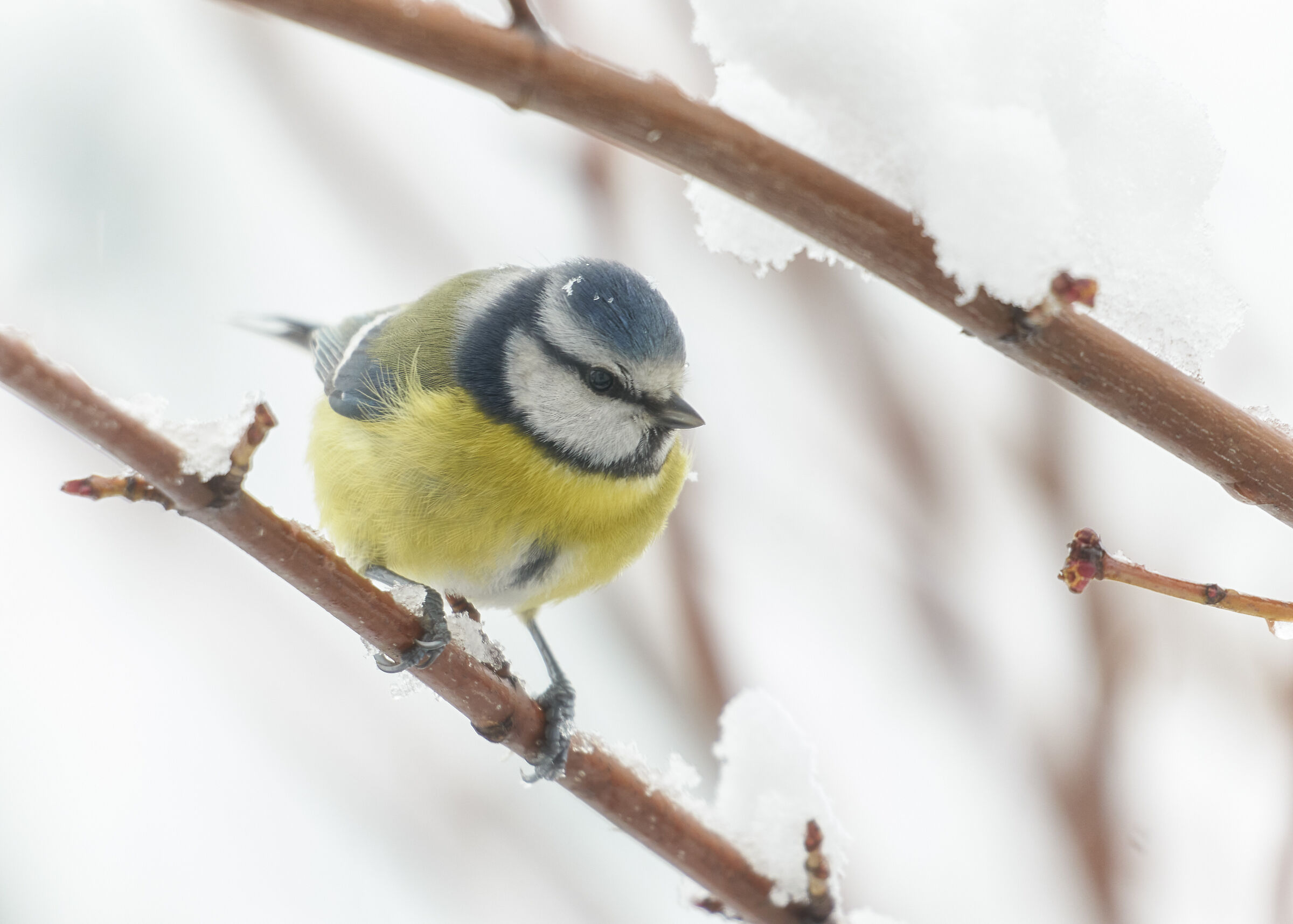 after the snowfall of Valentine's Day - 16.02.22